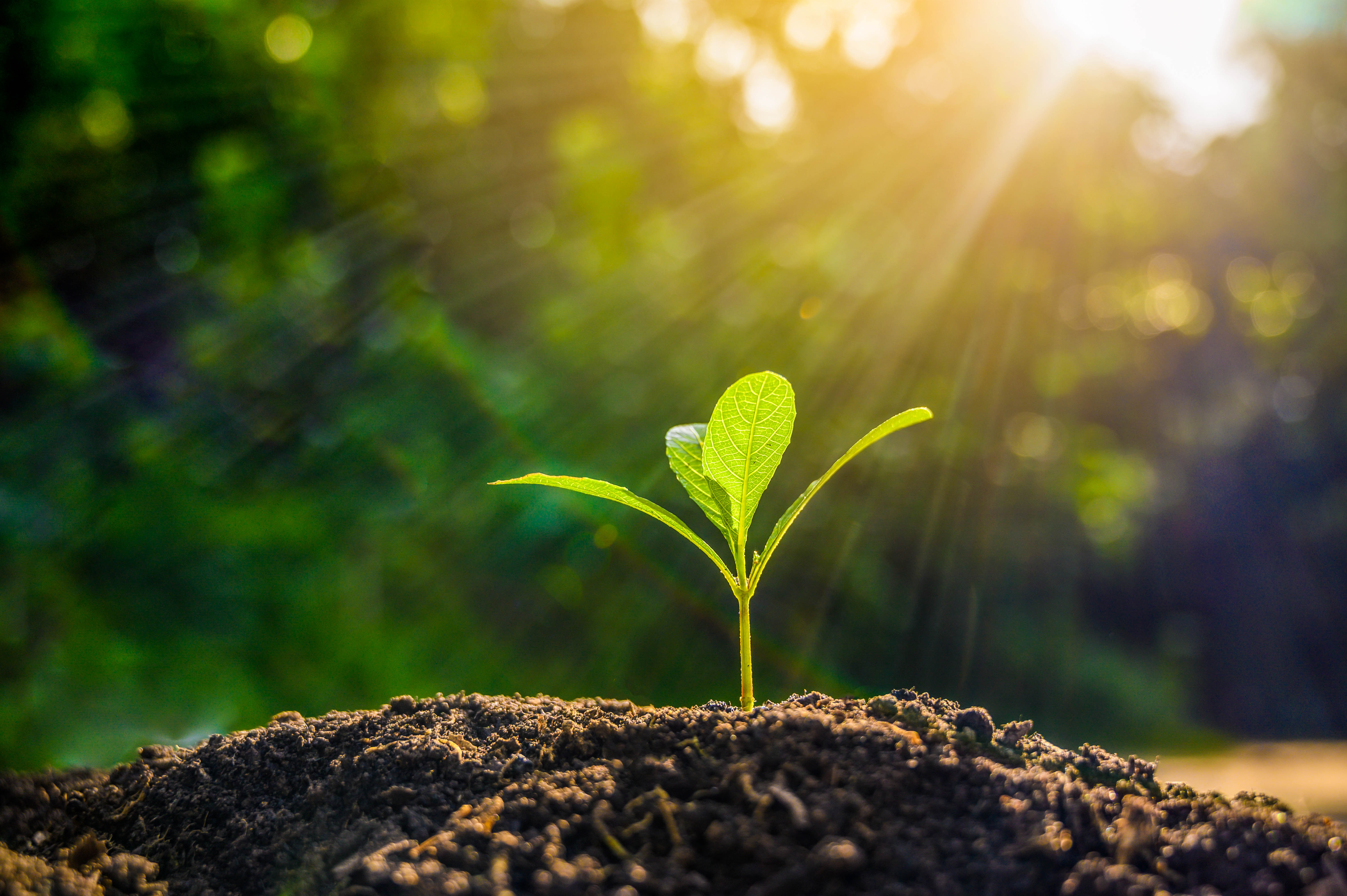 Happy Dancing Turtle hosts virtual discussion group on soil health - Vimarsana News
