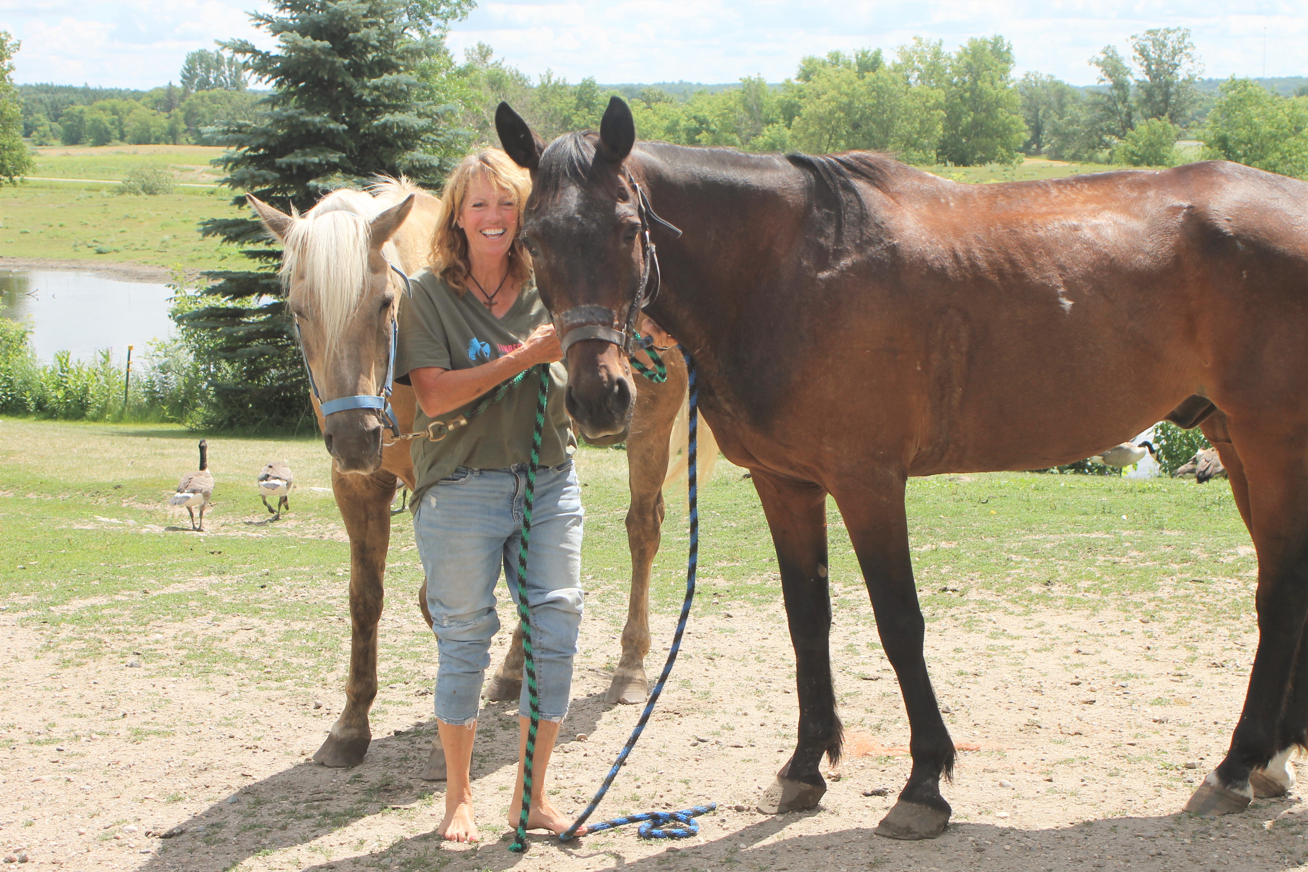 Horses earn their keep at Timberline Ranch - Vimarsana News