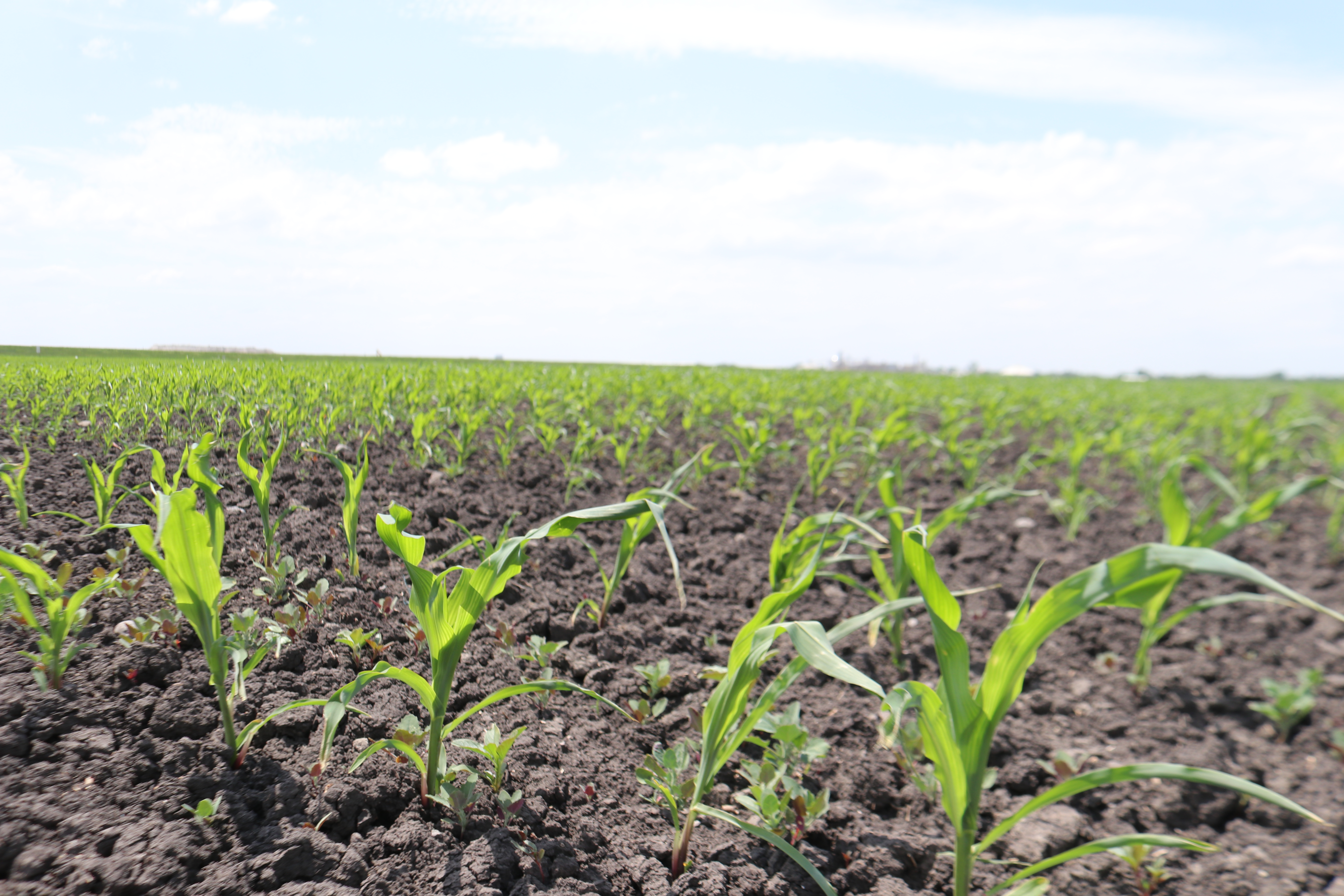 USDA Crop Progress report shows slight declines in corn, soybean conditions - Vimarsana News