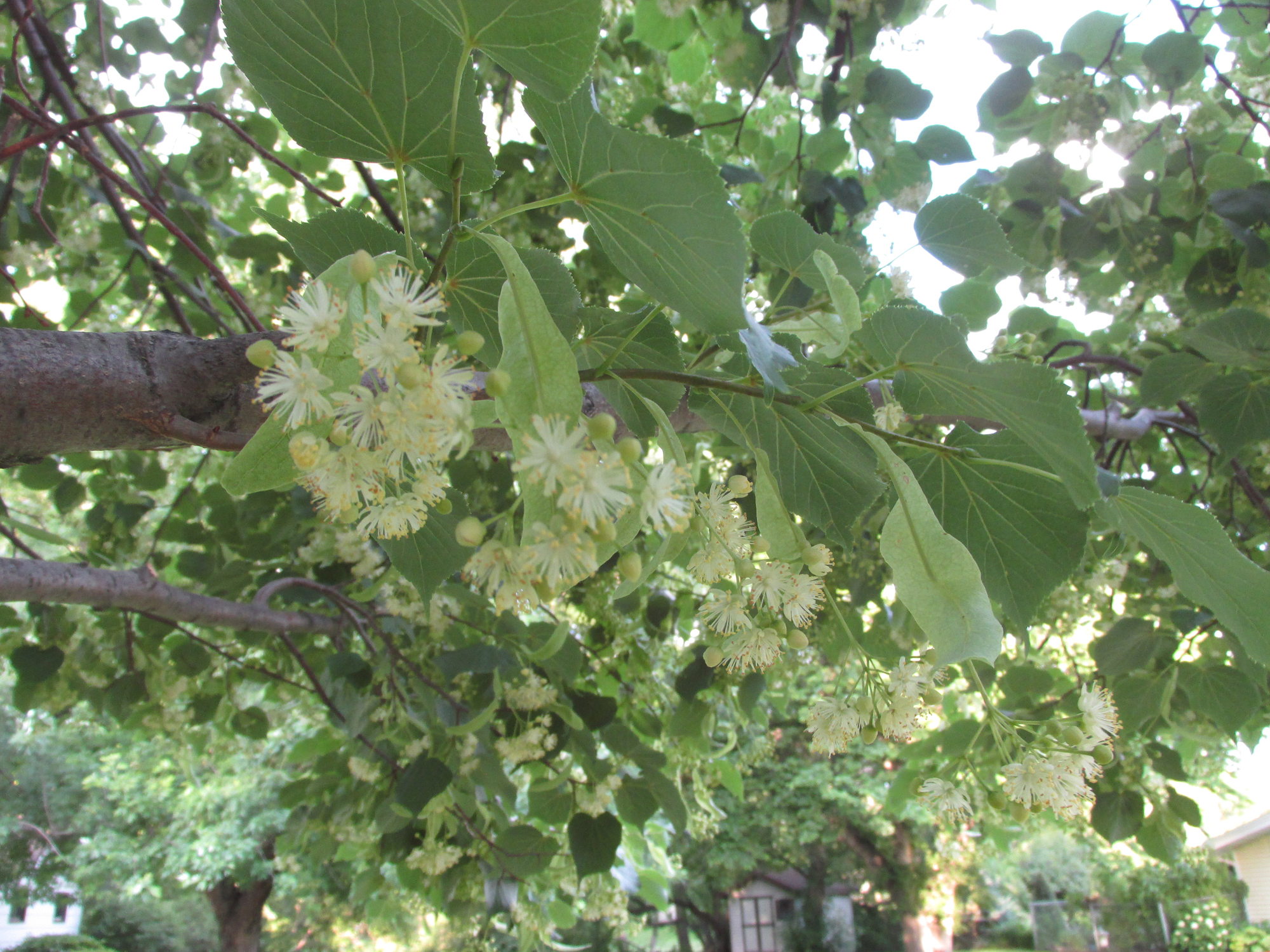 What is that wonderful scent in the air? - Vimarsana News