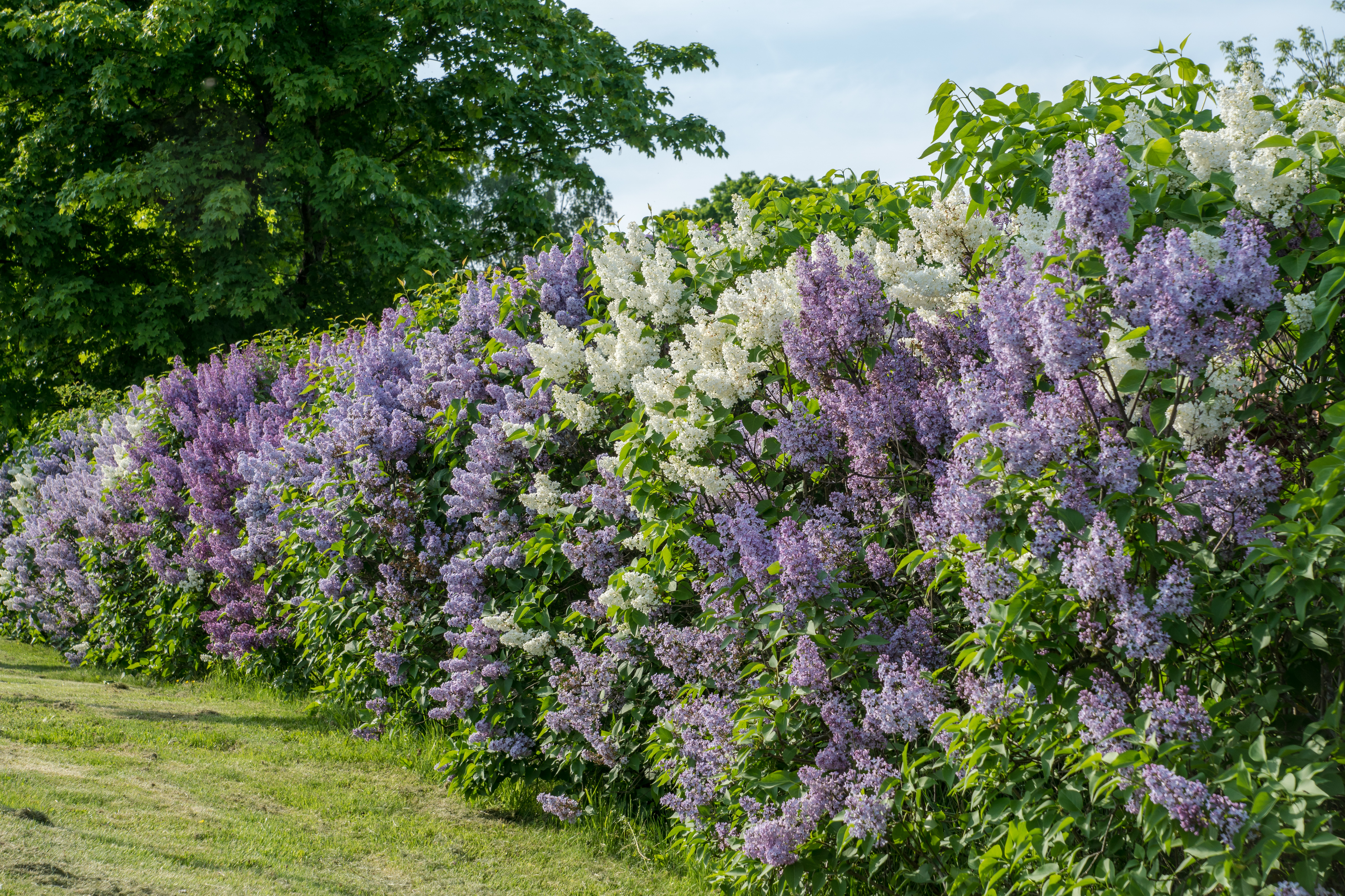 2022 is the 'year of the lilac,' so let's get to know more about the popular shrub - Vimarsana News