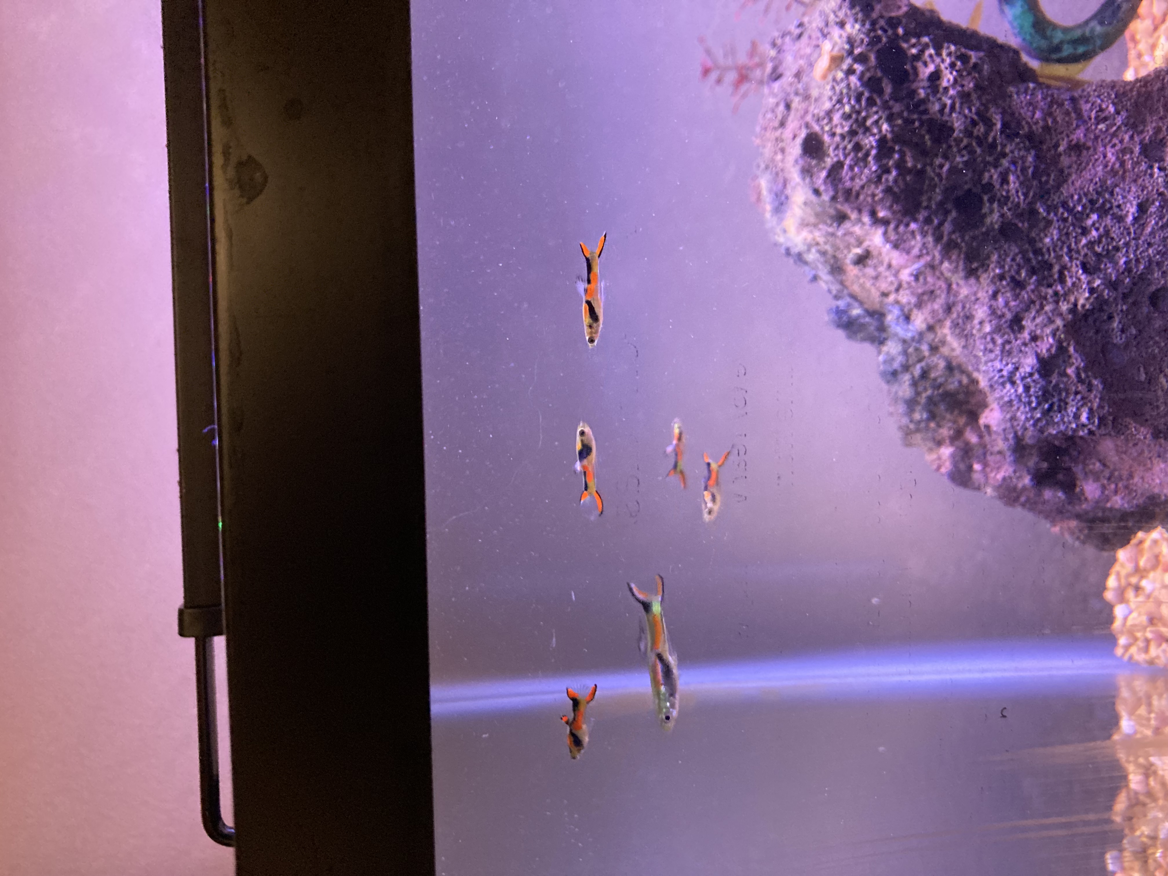 Teri Cadeau column: Joining the fish tank lifestyle - Vimarsana News