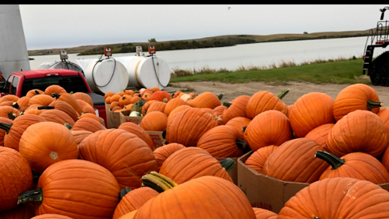 Stutsman County farmer writes book on selling 60,000 pumpkins to build 25 churches - Vimarsana News
