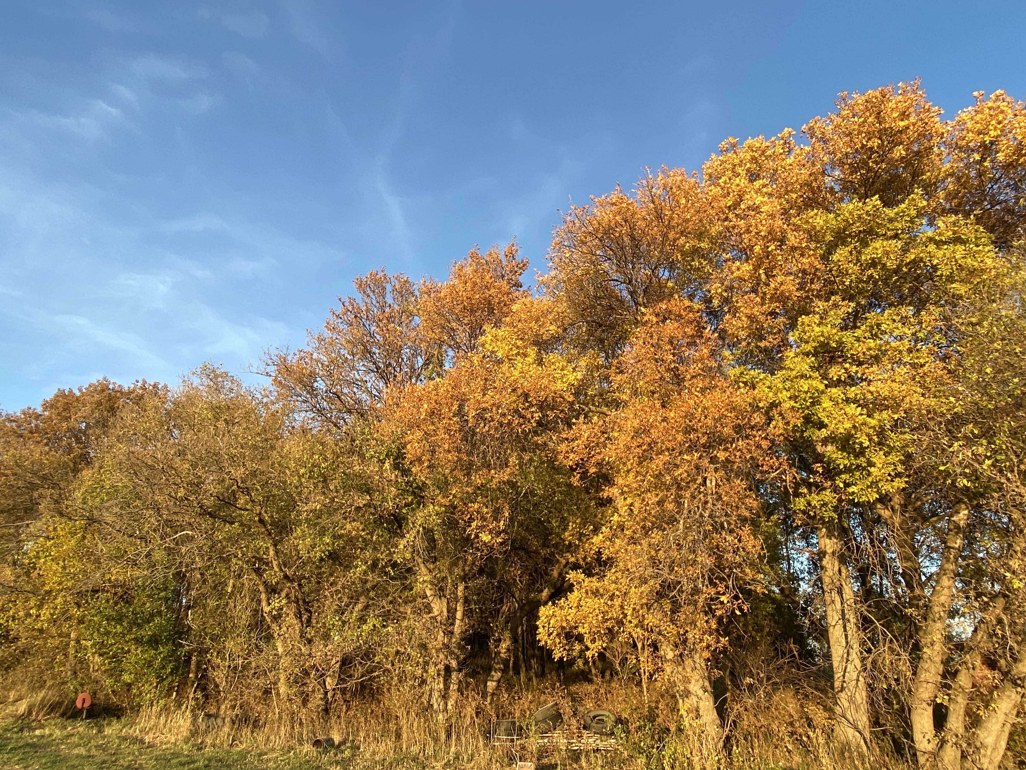 The Farm Bleat: A day in nature leads to sightings of swans, pheasant, deer and bald eagles - Vimarsana News