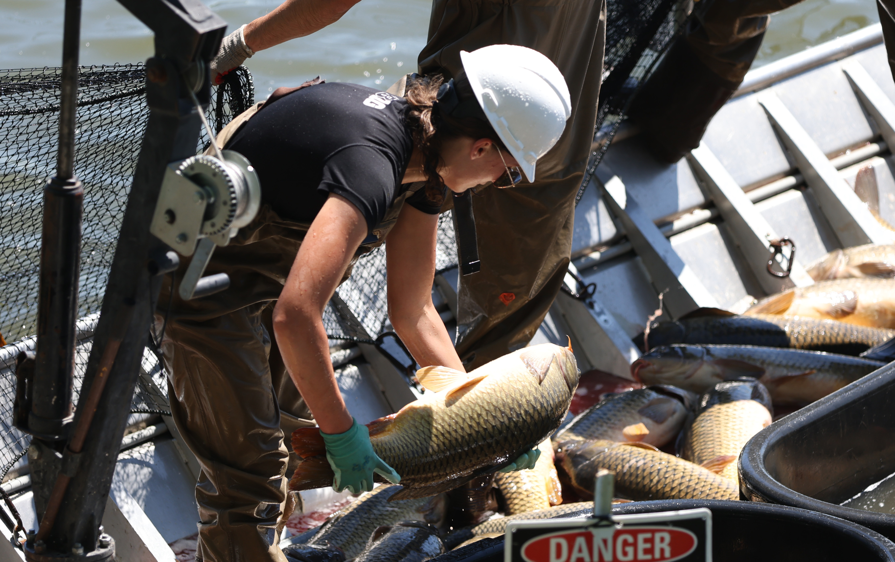 Carpe carp: Carp Solutions hauls in hundreds of trapped roughfish - Vimarsana News