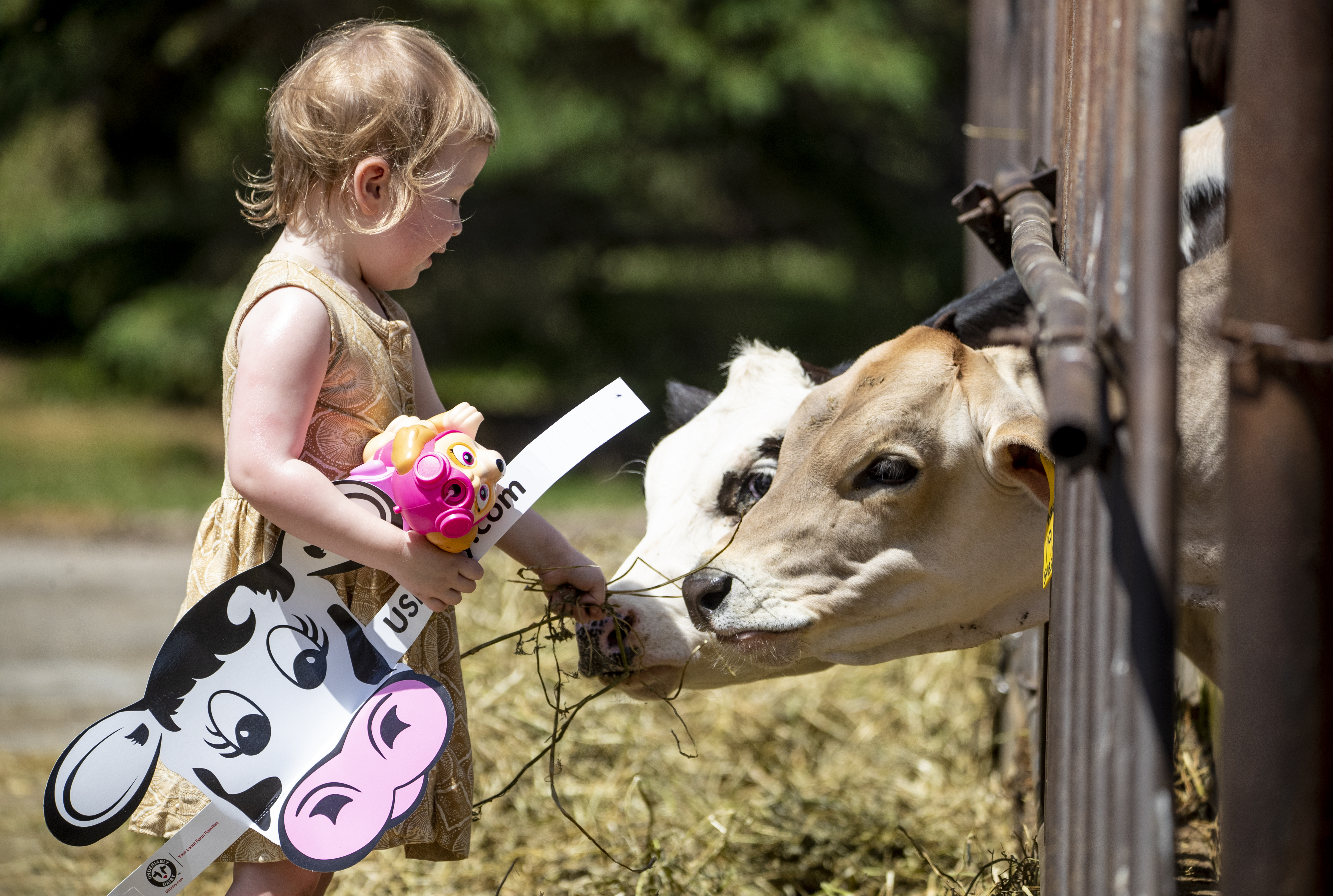 A day at the farm: Curd Fest brings folks out for a day with the cows - Vimarsana News