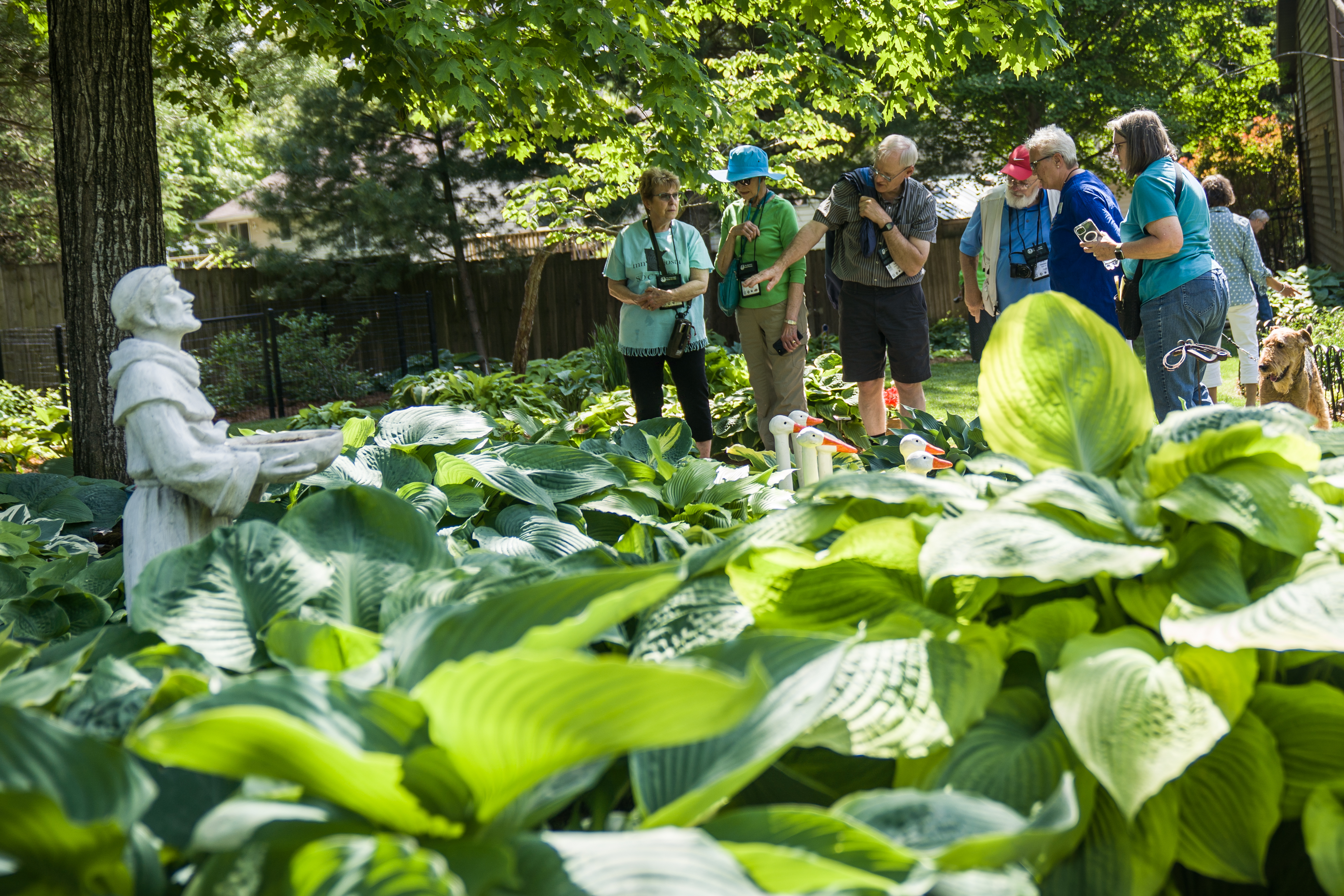 American Hosta Society detours to Southeast Minnesota to tour local Hosta gardens for annual convention - Vimarsana News