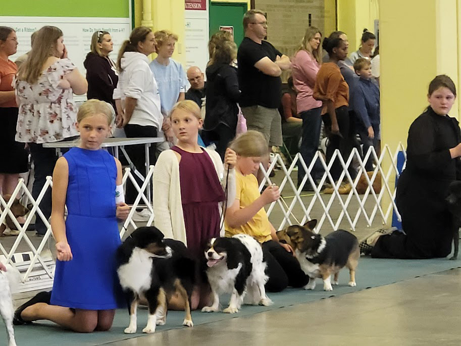 Beltrami County 4-H'ers participate in Minnesota State Dog Show - Bemidji Pioneer | News, weather and sports from Bemidji, Minnesota - Vimarsana News