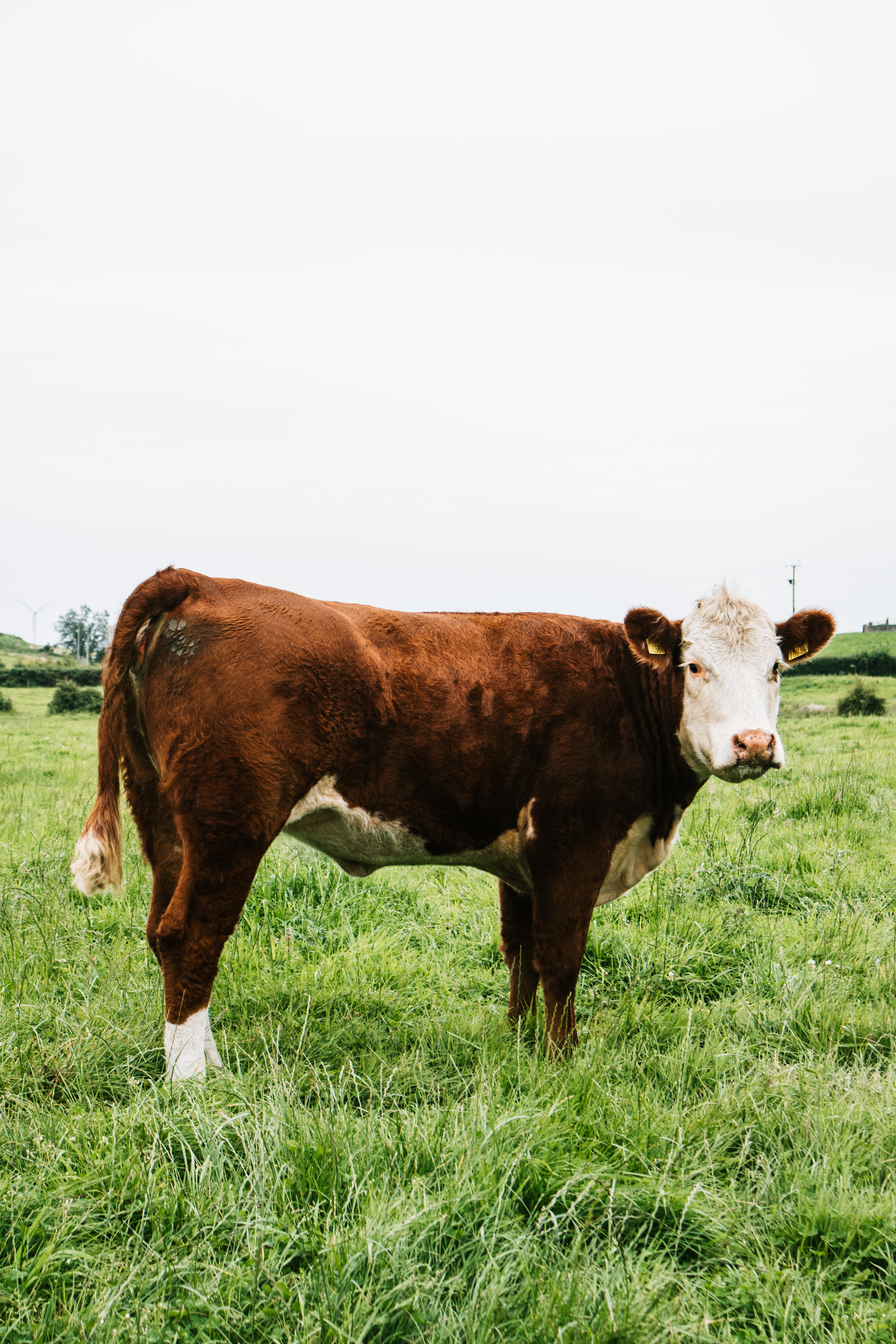 U of M Beef Team to host Cow/Calf Days - Vimarsana News