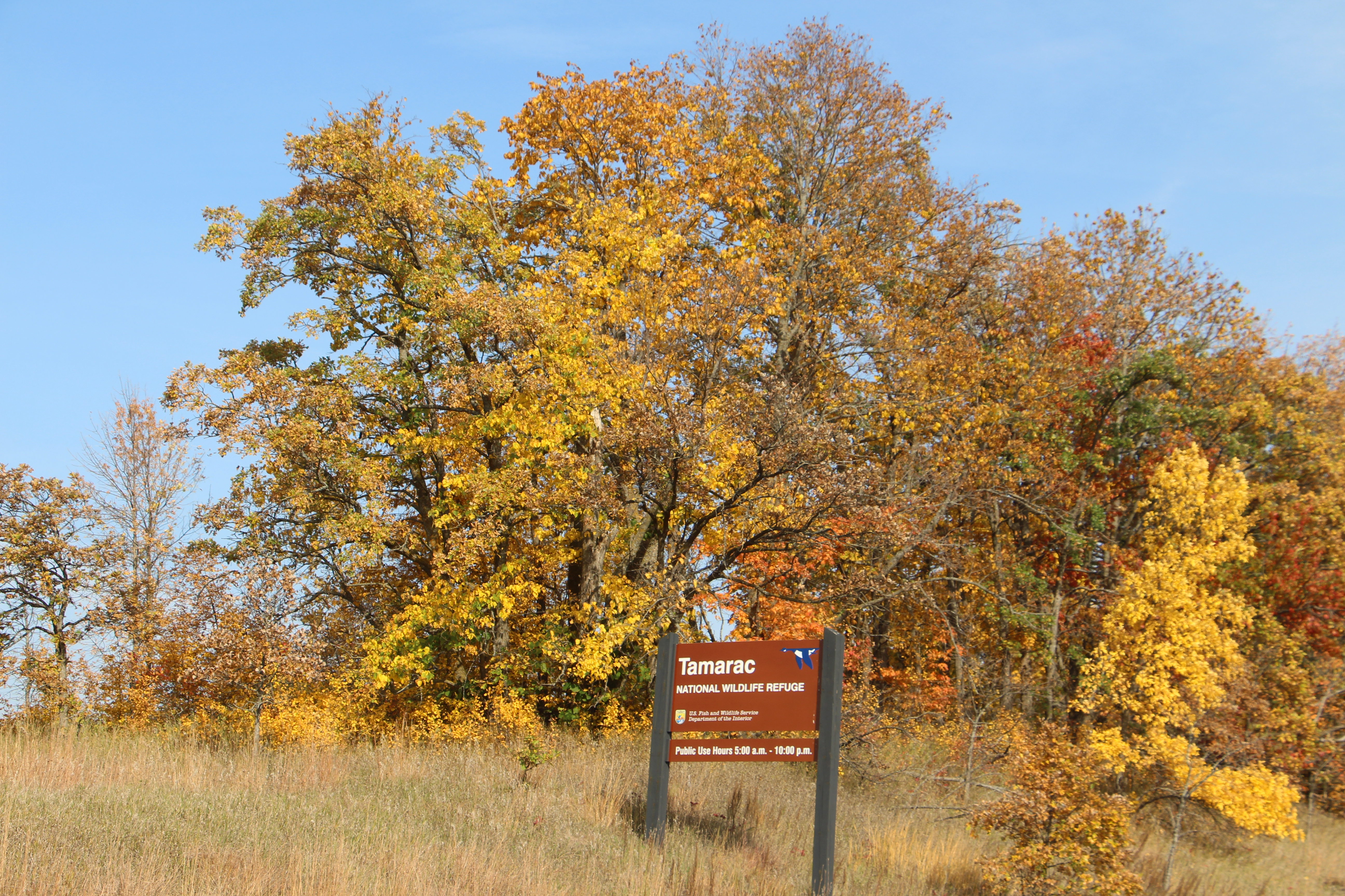 "Rhythms of Refuge" documentary, filmed entirely at Tamarac NWR, will debut Oct. 13 at the Fargo Theatre - Vimarsana News