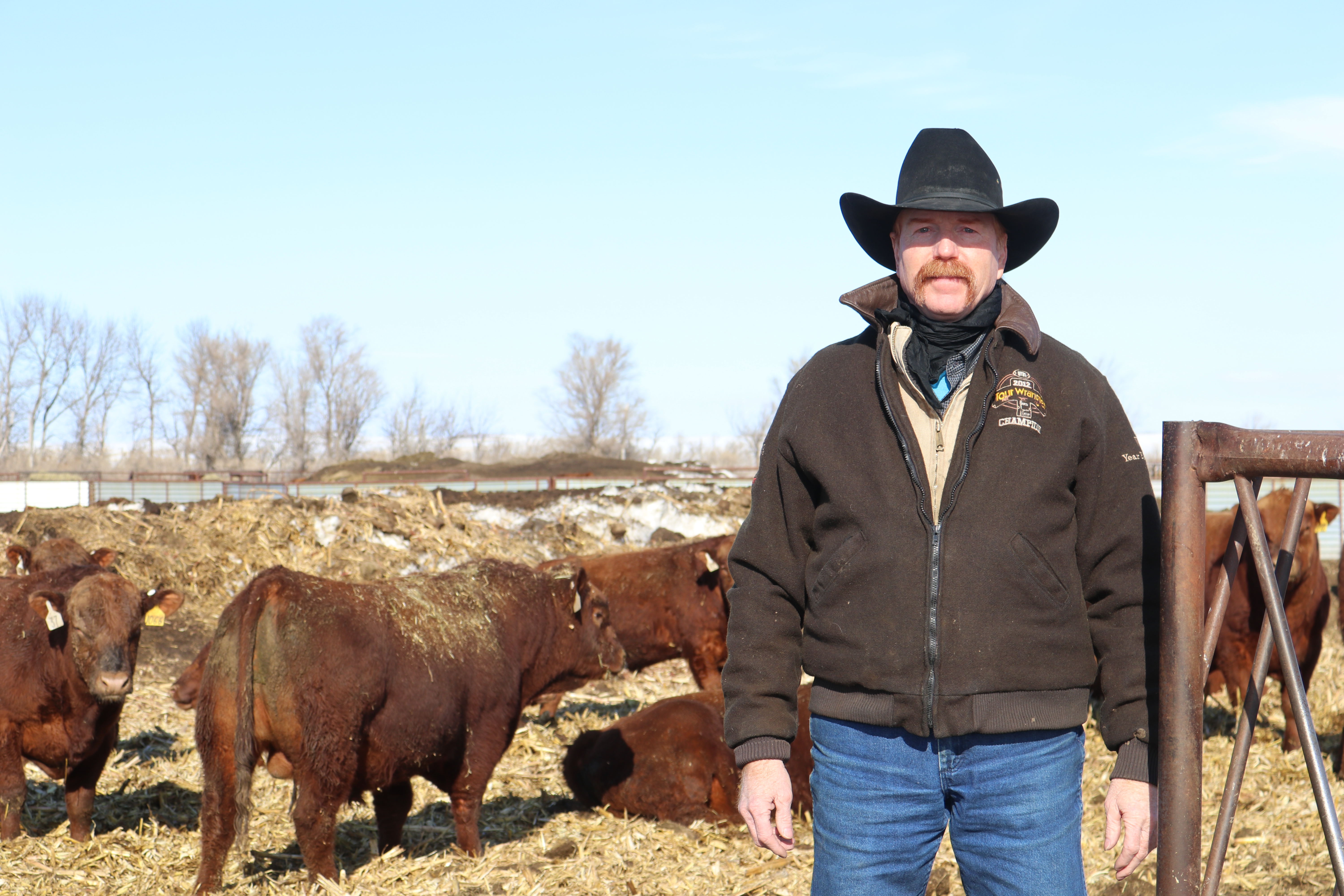 Forster Red Angus moves to online auction for its coming 2-year-old bulls - Vimarsana News