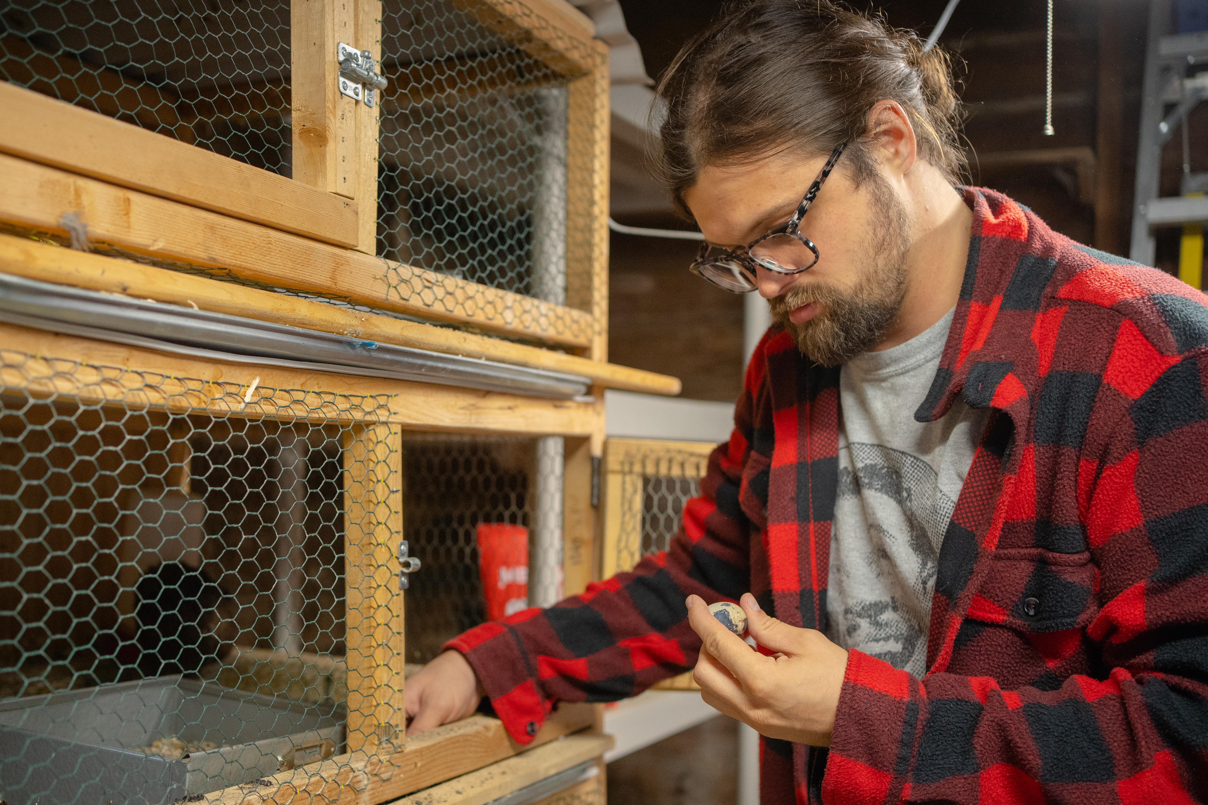 Urban quail farming takes flight in Rochester - Vimarsana News