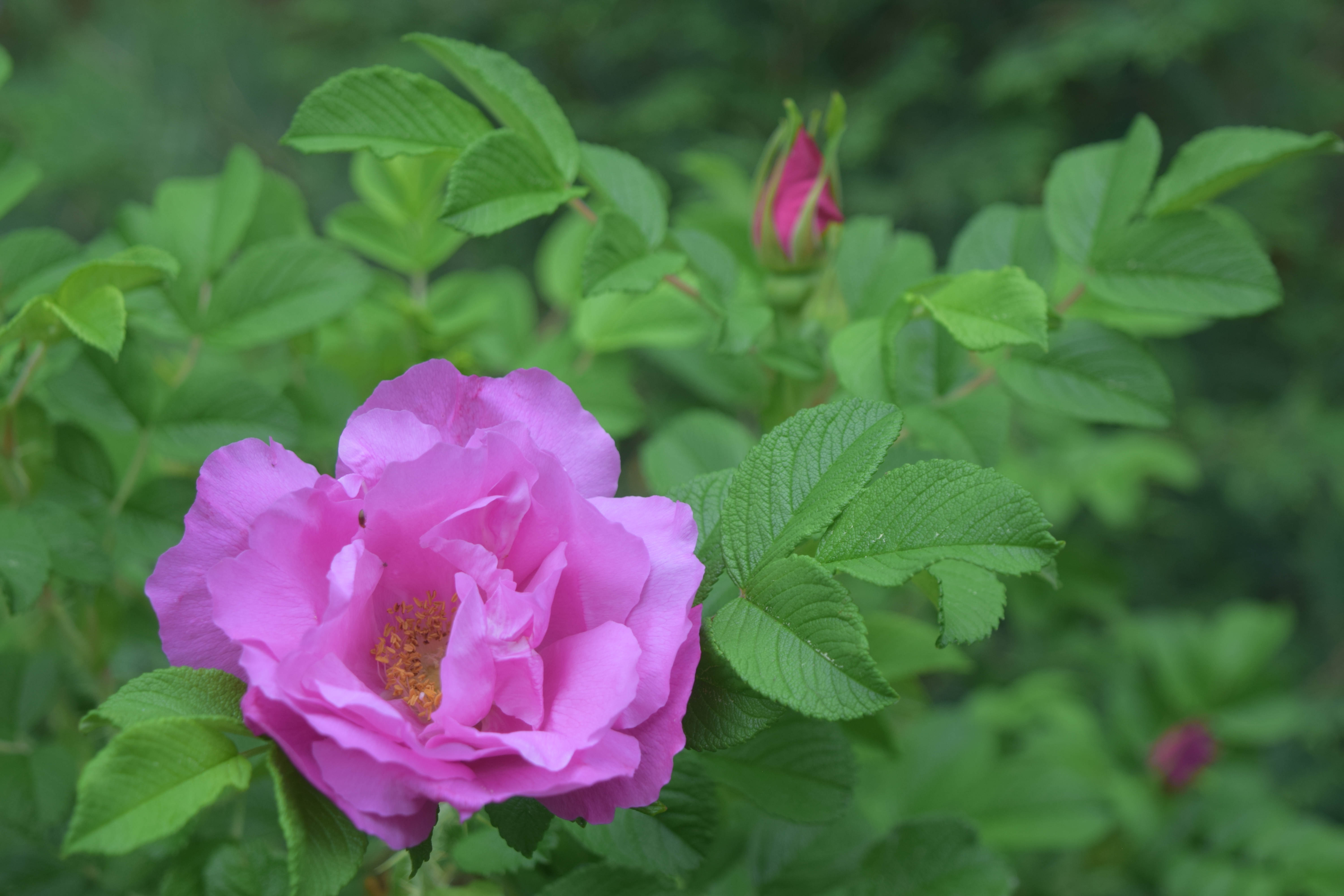 Ask the Master Gardener: A Mother's Day gift that can last for years - Brainerd Dispatch | News, weather, sports from Brainerd and Baxter - Vimarsana News