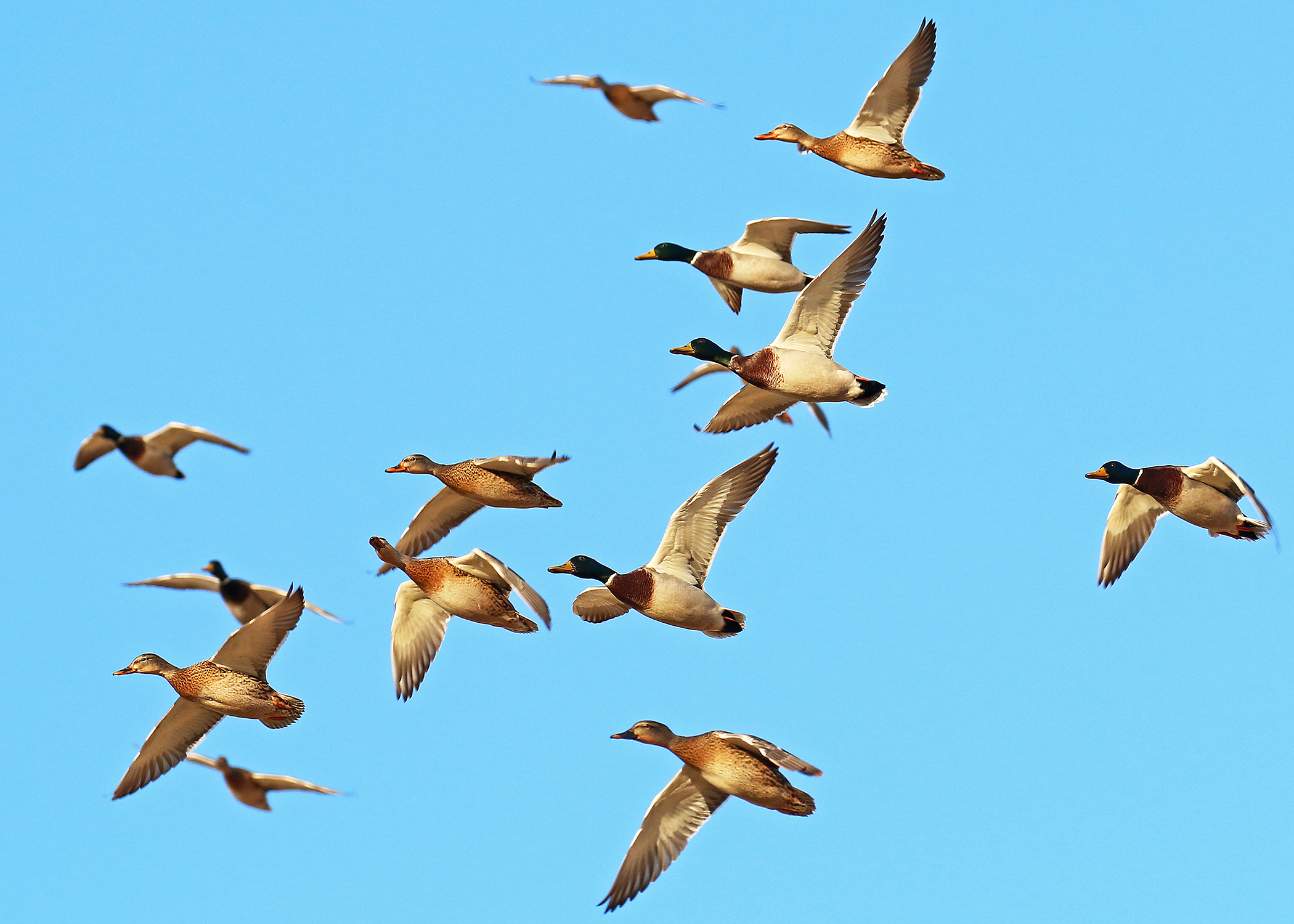 Doug Leier: Looking at this fall's North Dakota pheasant and duck numbers - Vimarsana News