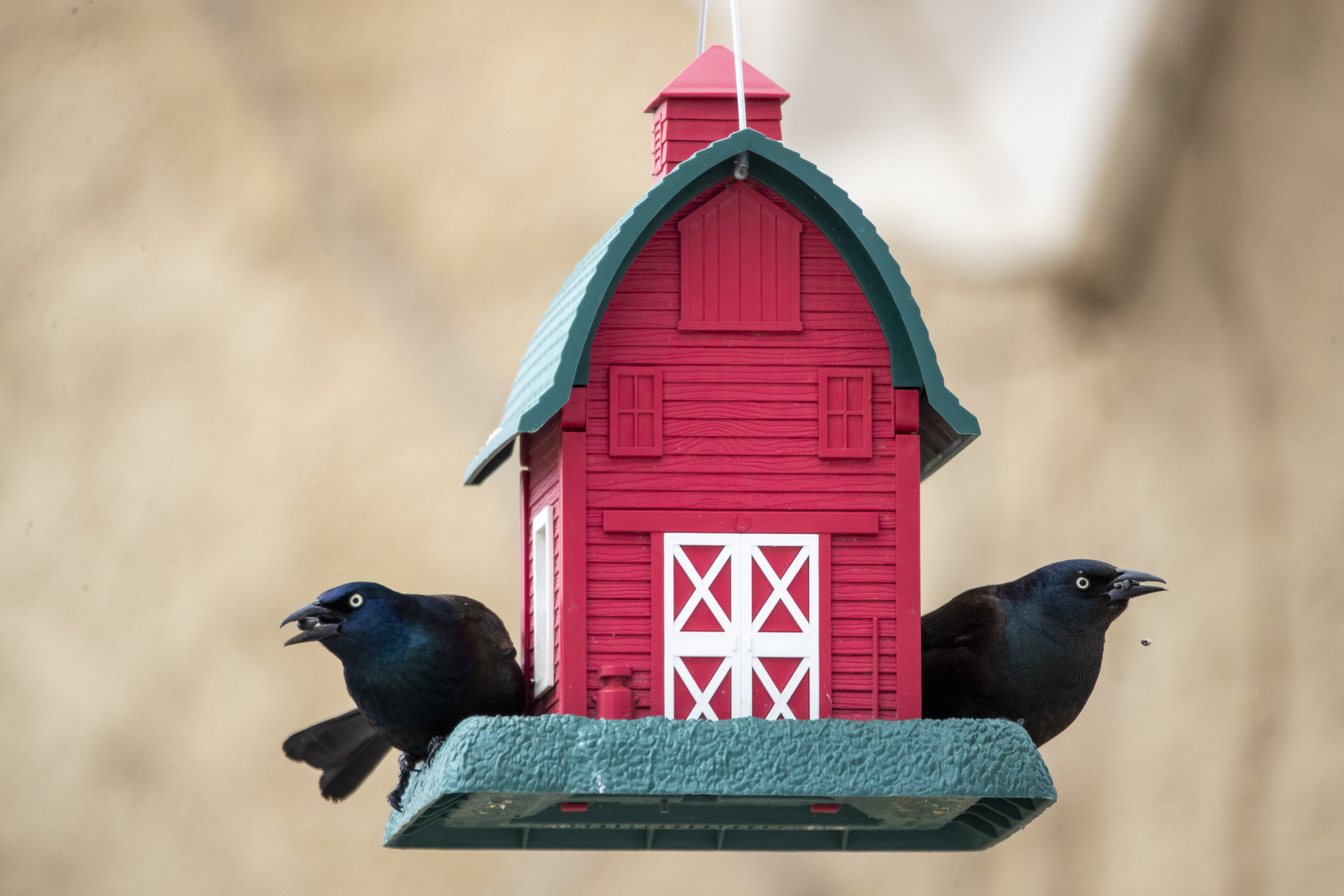U of M Raptor Center executive director advises pausing backyard bird feeders while avian flu circulates - Vimarsana News