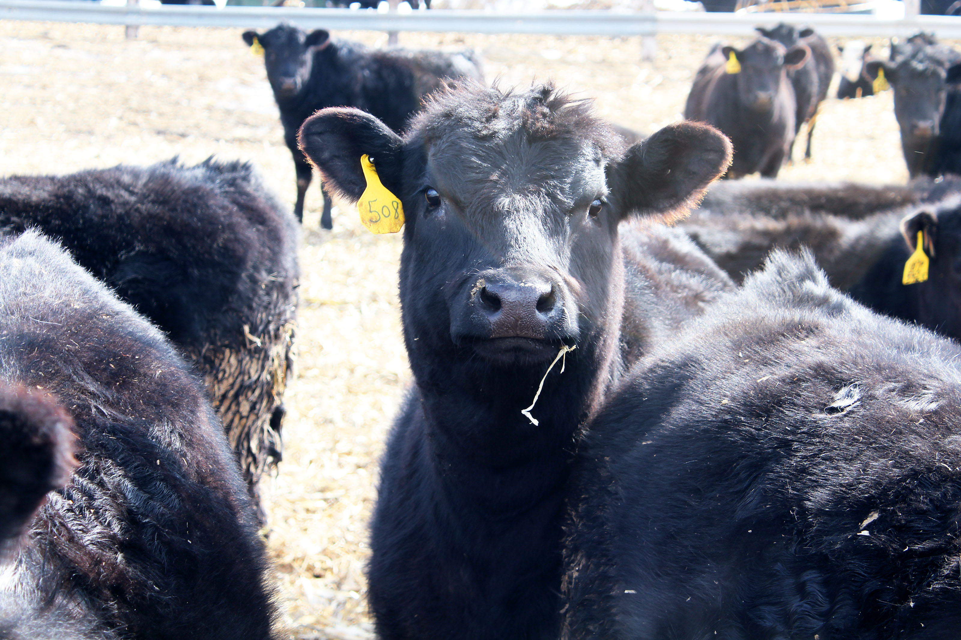 Douglas County feedlot coordinator says dairy farms have been steadily declining - Vimarsana News