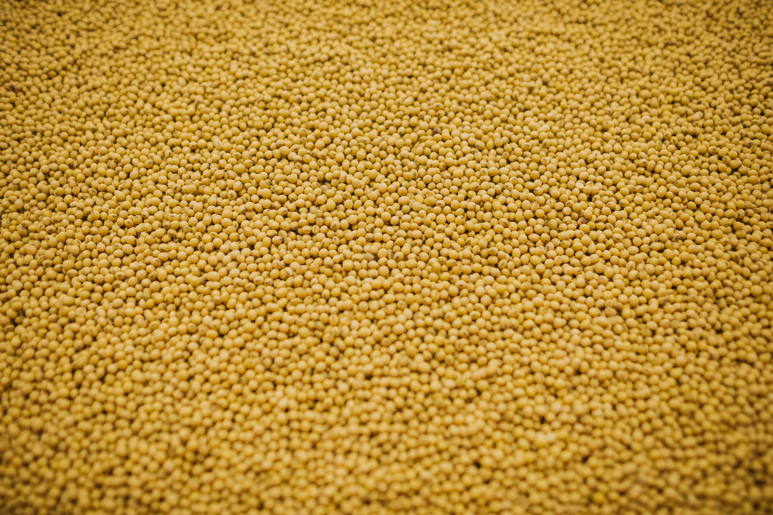 Minnesota Soybean checkoff investment in Uzbekistan leads to first ever shipment of soybean meal - Vimarsana News