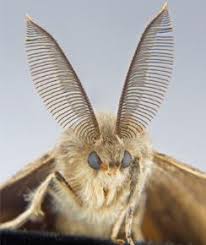 Battle continues against moth formerly known as 'gypsy' - Vimarsana News