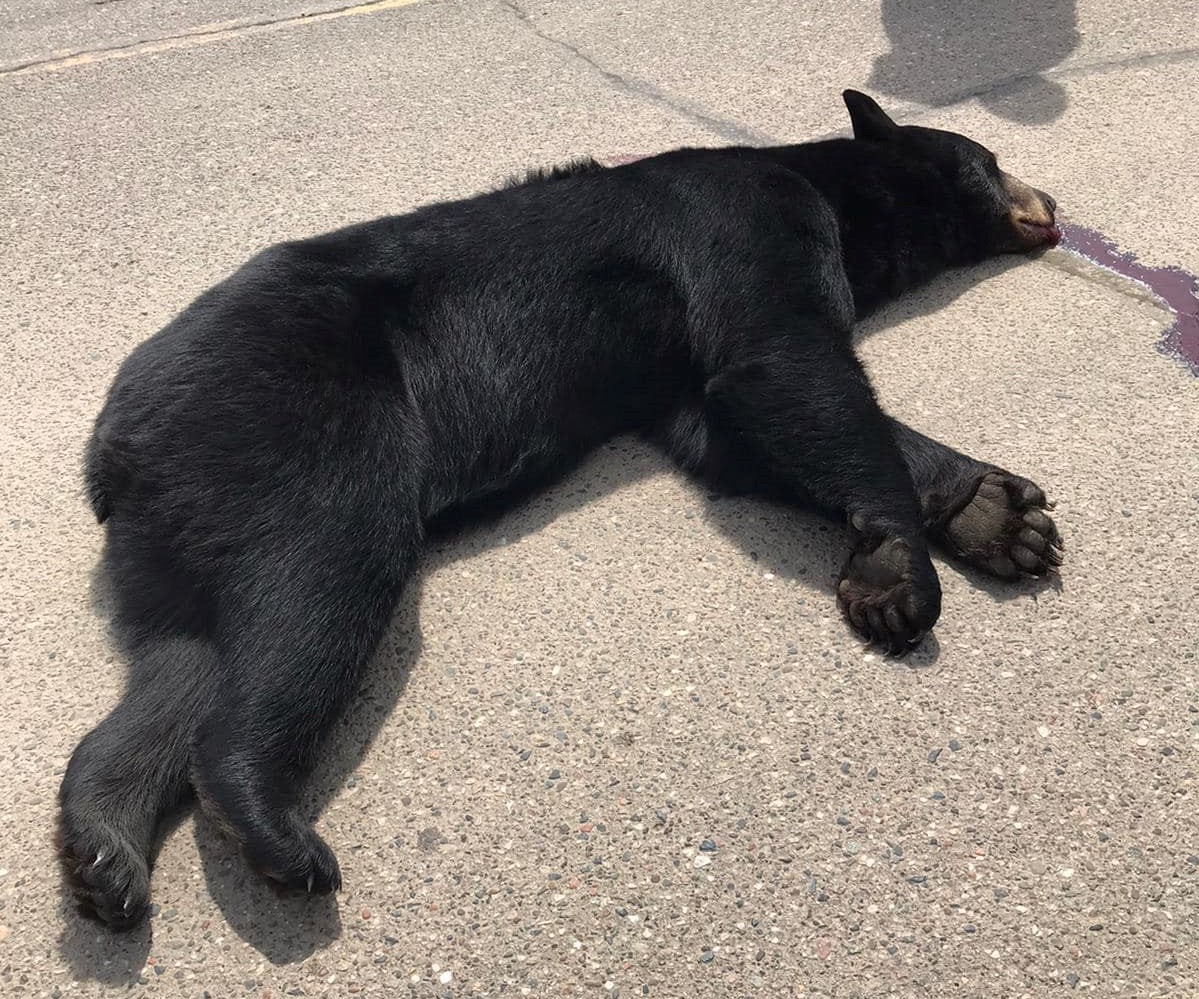 Motorcycle hits black bear near Pillager - Vimarsana News