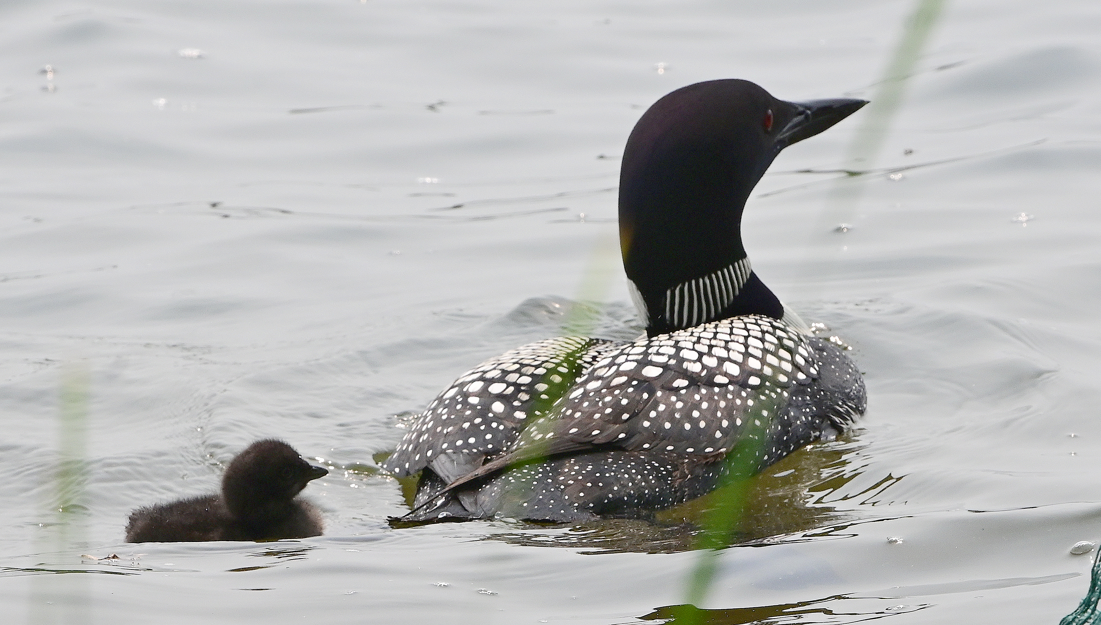 National Loon Center to host 3rd annual loon calling contest - Vimarsana News