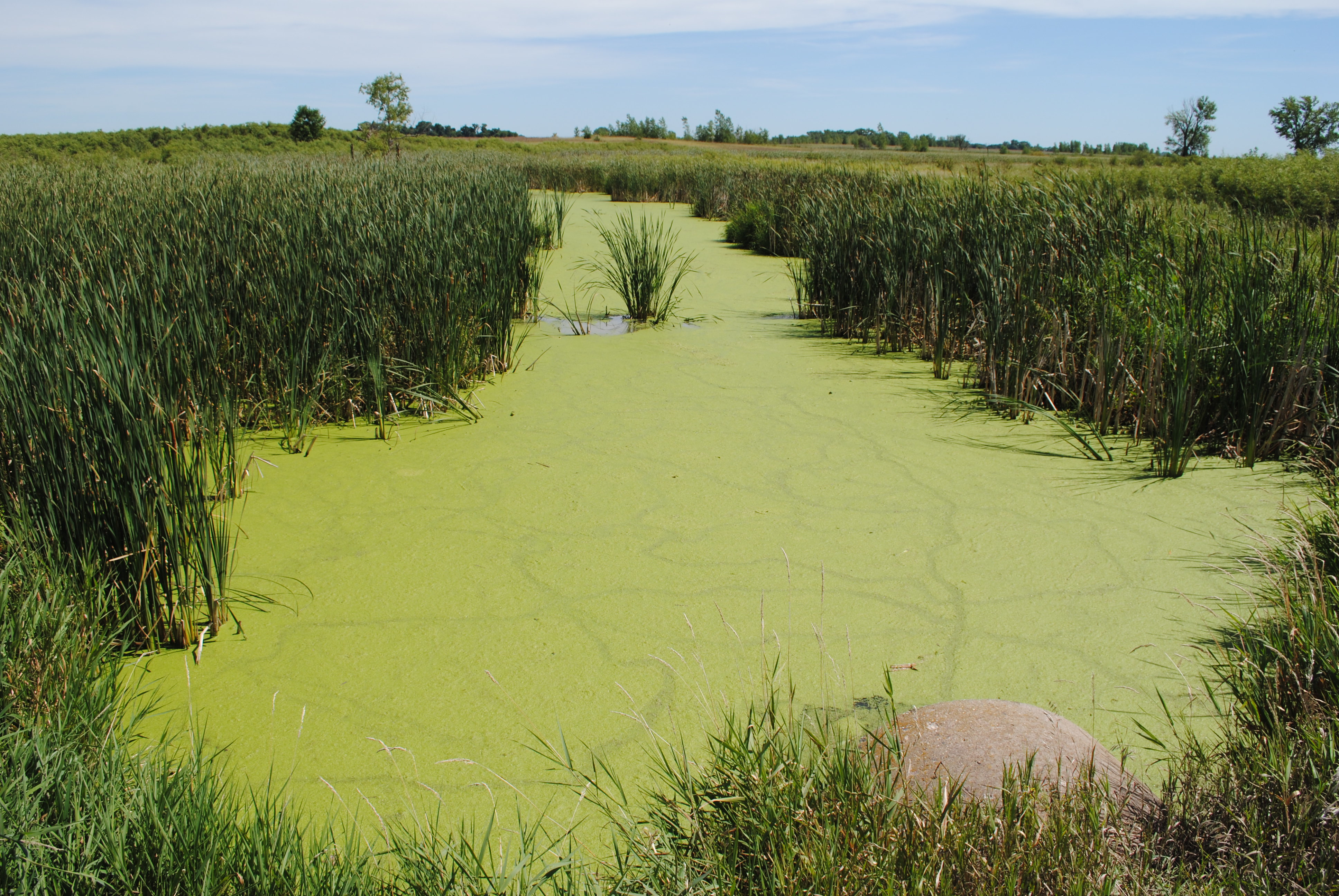 Minnesota Supreme Court rules upper reaches of Limbo Creek in Renville County are public waters - Vimarsana News