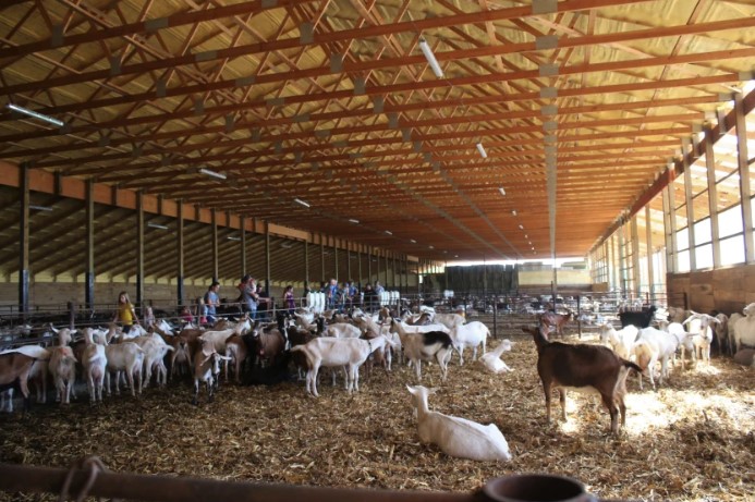 Disaster, again: Minnesota barn fire that killed about 1,000 goats, litter of puppies echoes 2020 blaze - Vimarsana News