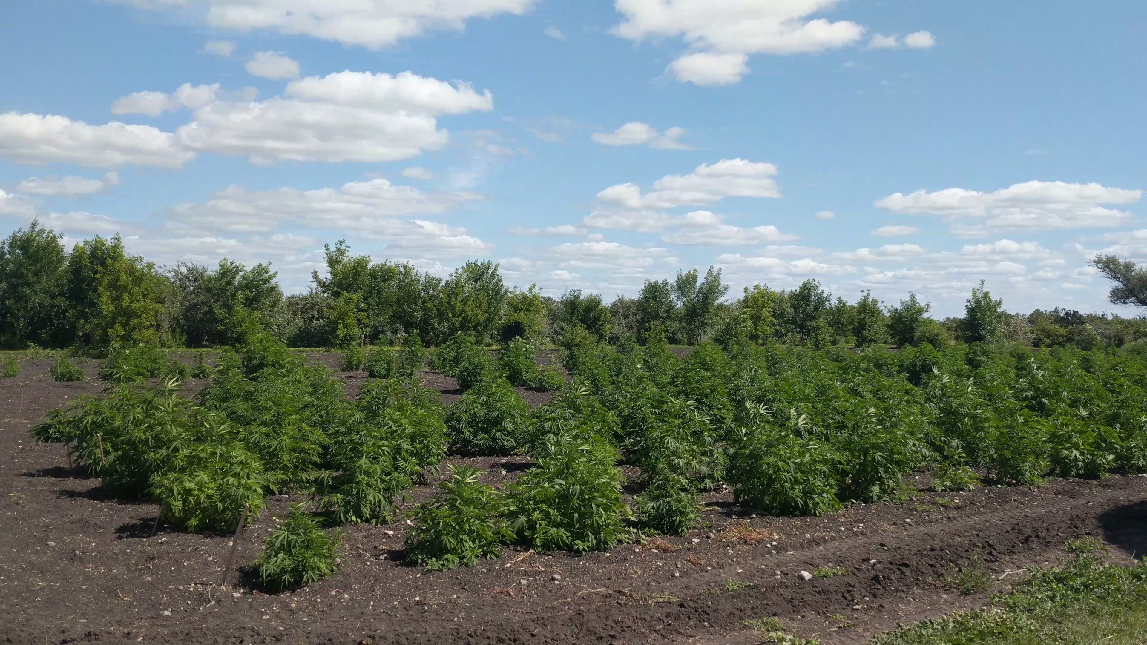Some stores follow, while others test the boundaries of Minnesota's budding THC business - Vimarsana News