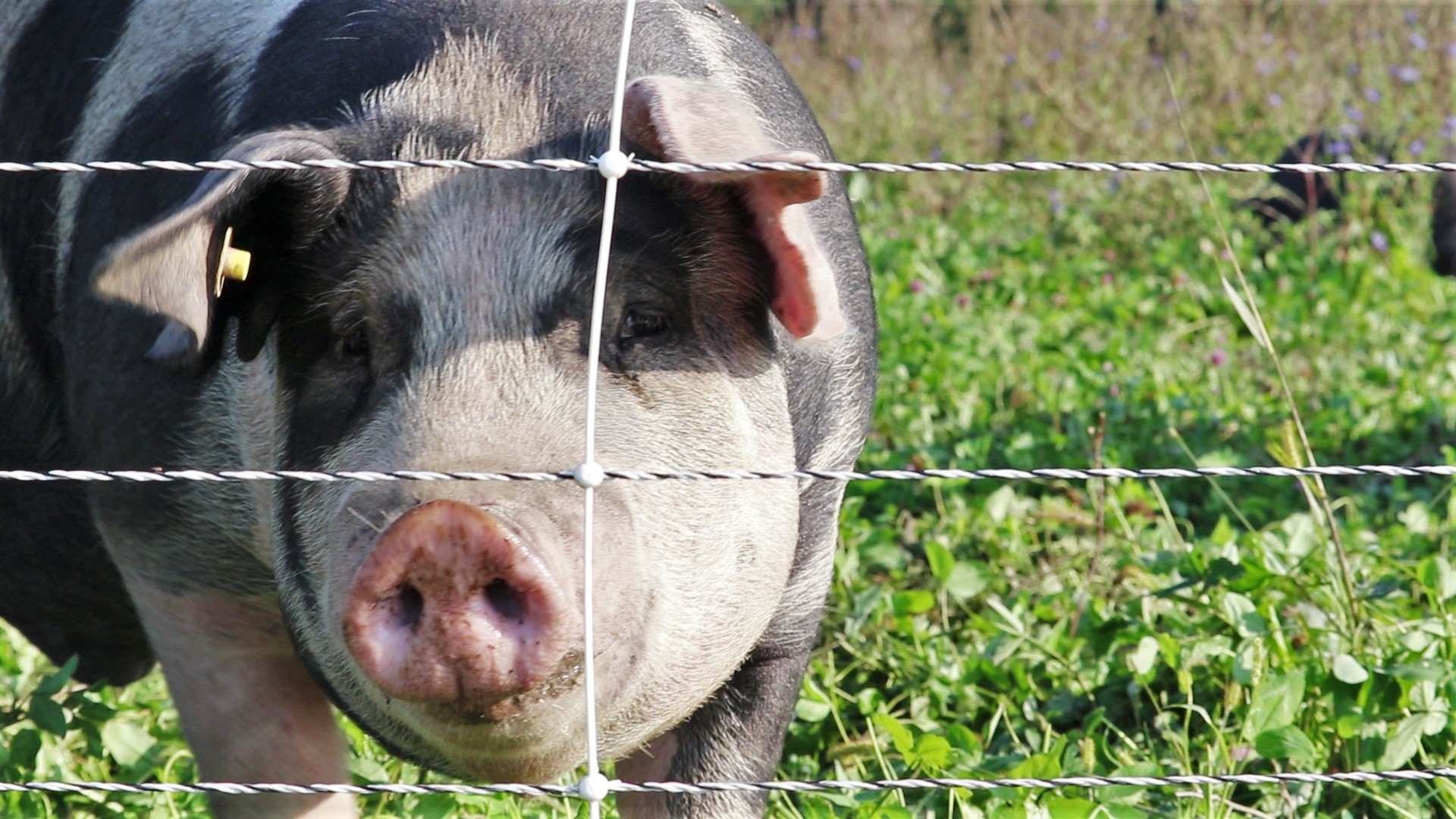Minnesota pork producers work to get their sustainability efforts to consumers - Vimarsana News