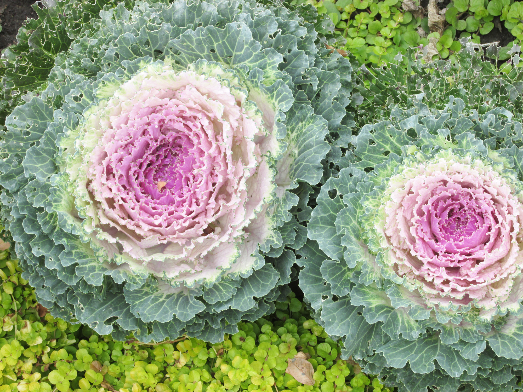 Now is the time to make your annual garden notes - Vimarsana News