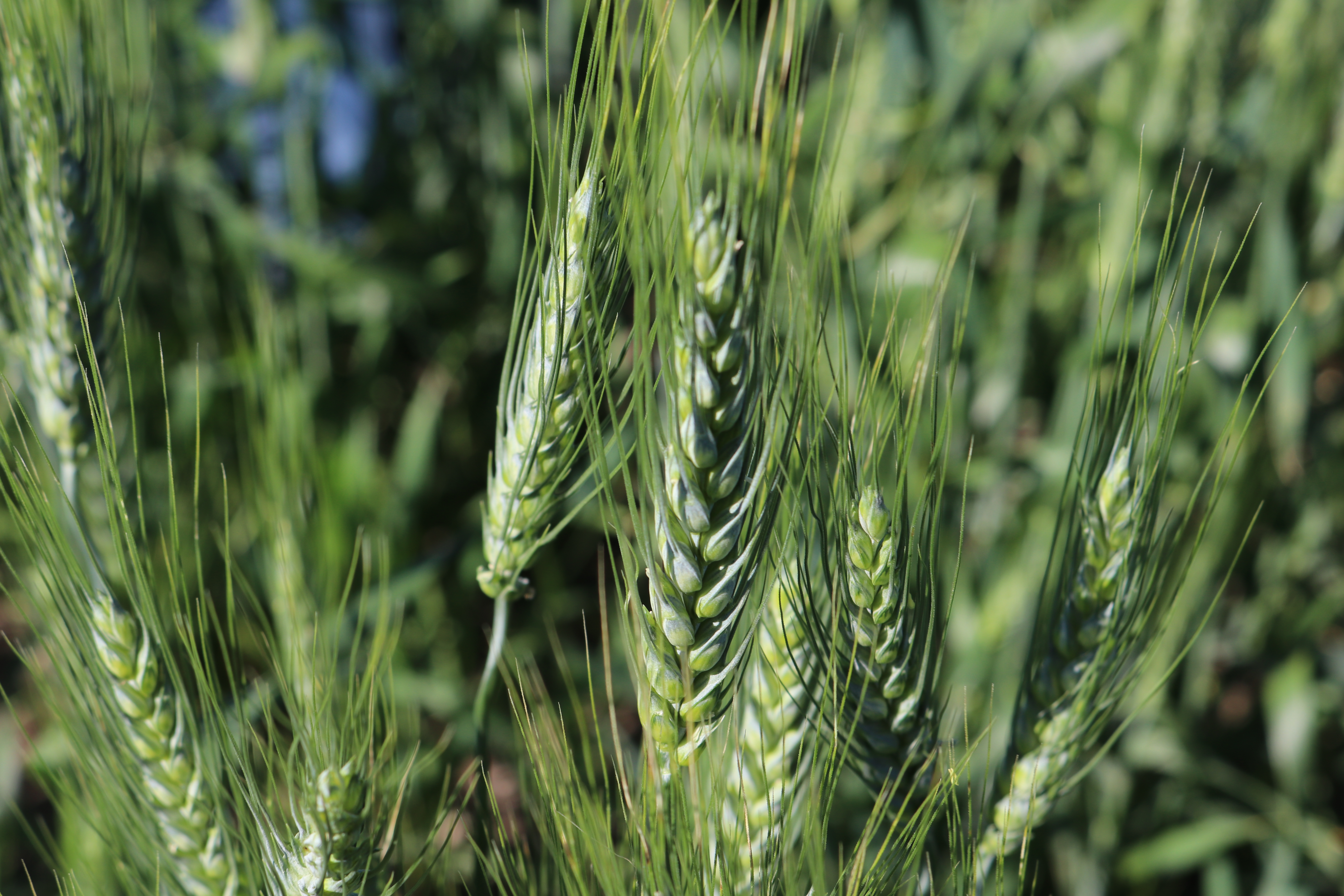 Deadline is Monday, Aug. 1, to enter 2022 spring wheat yield contest - Vimarsana News