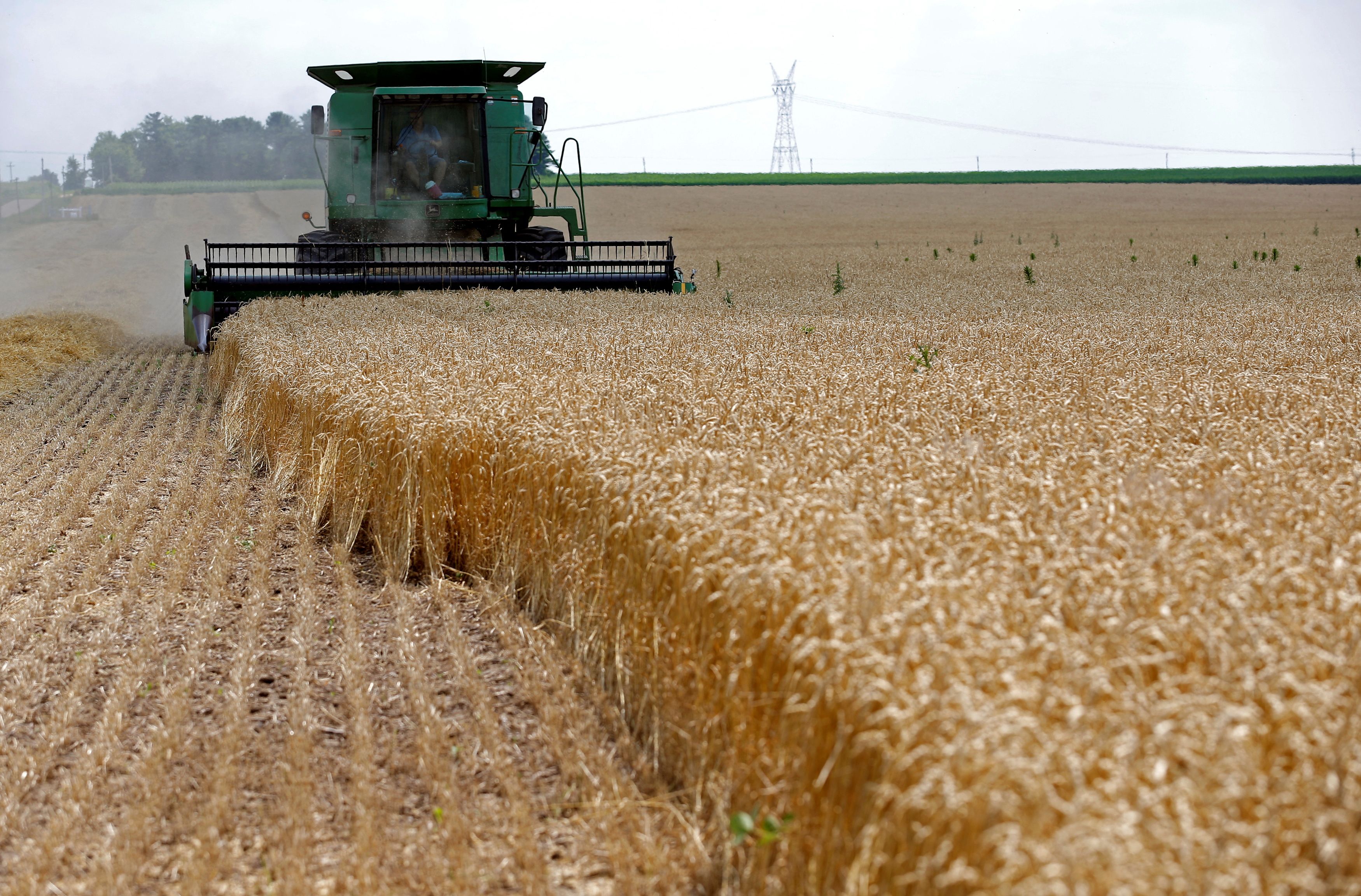 Wheat prices soar on Ukraine fears, but U.S. growers can't cash in - Vimarsana News