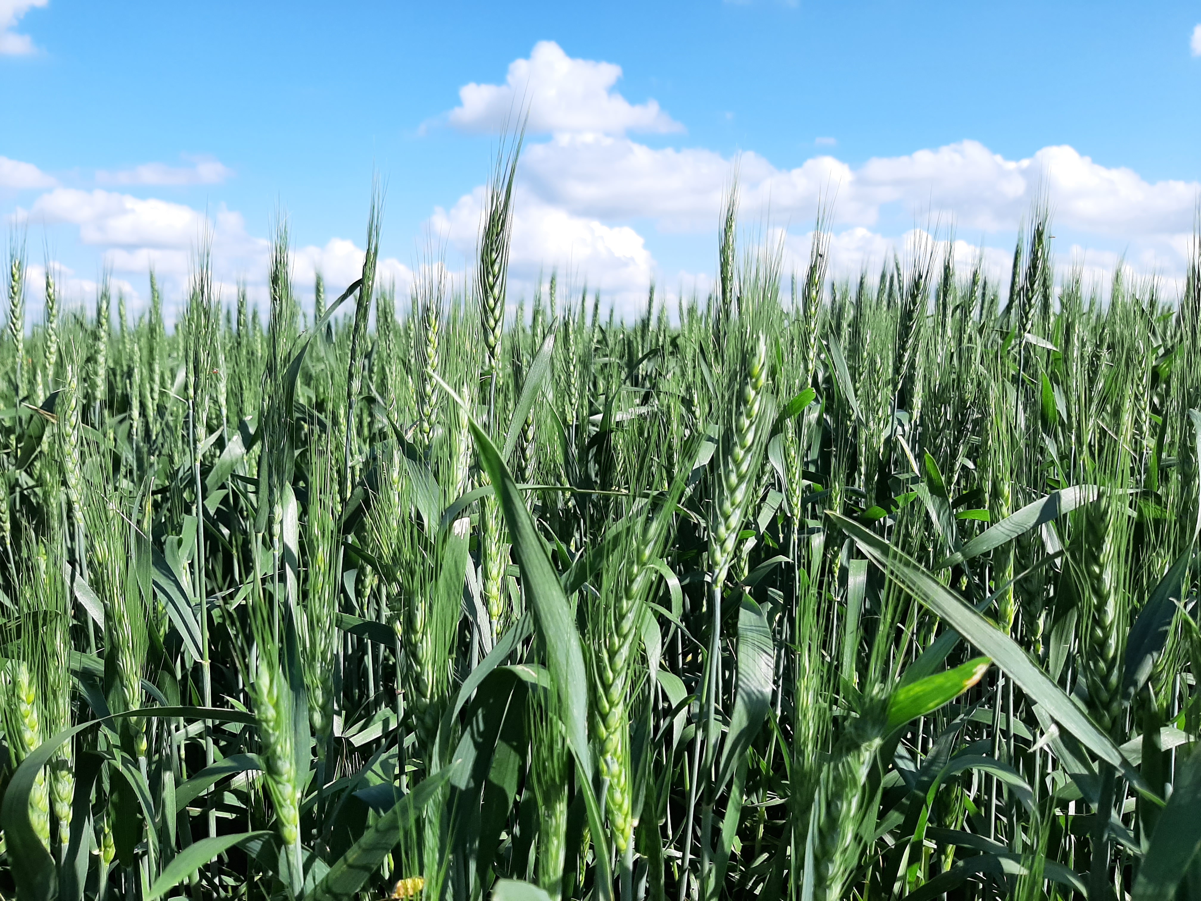 Market ignores USDA reports to cap June month of sliding values - Vimarsana News