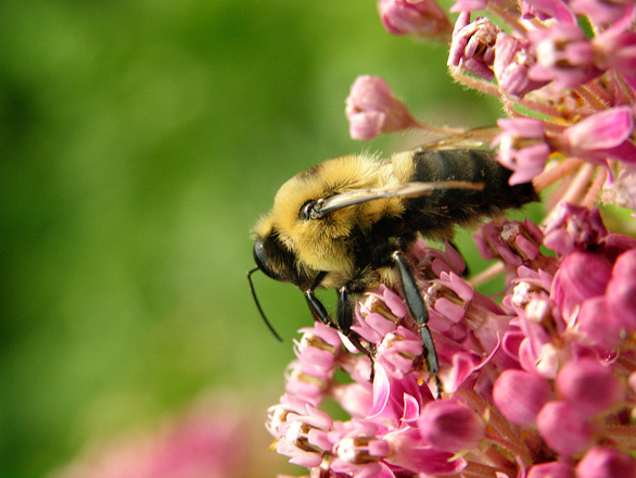 Pre-register for pollinator webinar series - Vimarsana News