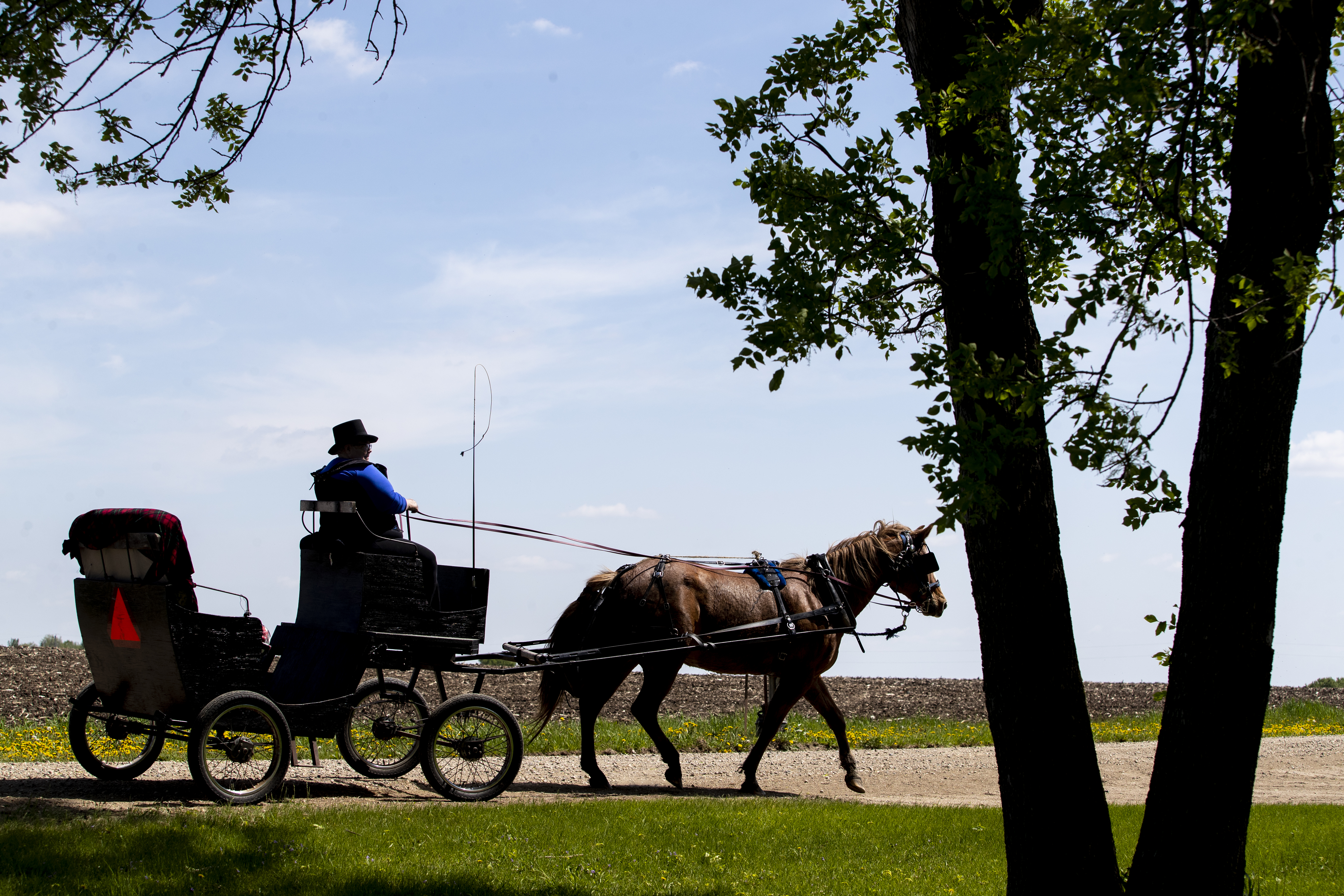 Come along on a Minnesota carriage ride with the Erickson Acres Carriage Company - Vimarsana News