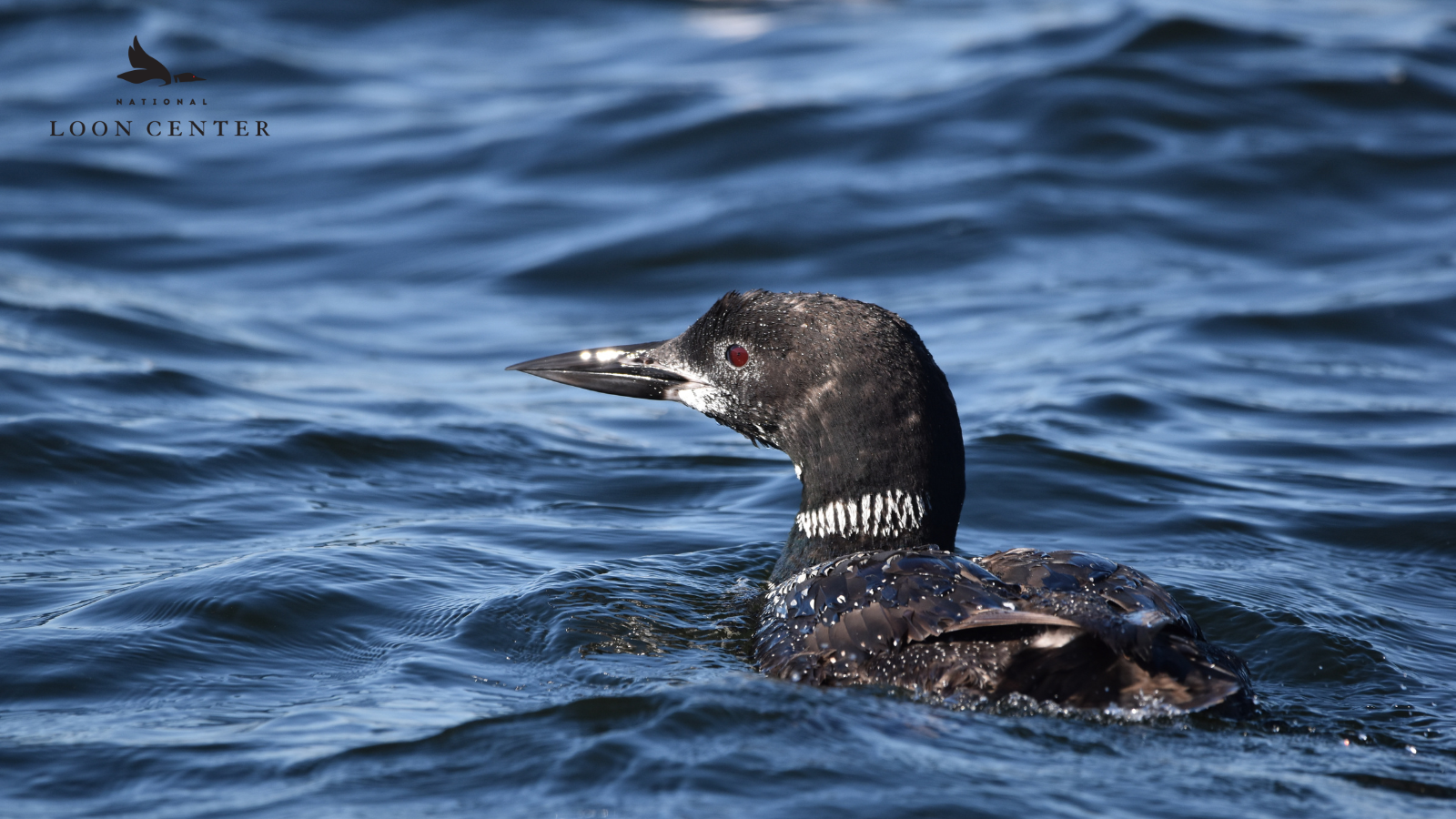 National Loon Center StewardShip in Crosslake serves 439 people in 2022 - Vimarsana News
