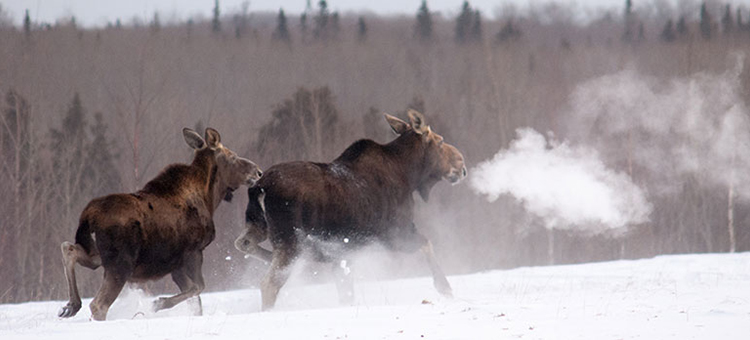 Will Minnesota's moose ever thrive again? - Vimarsana News