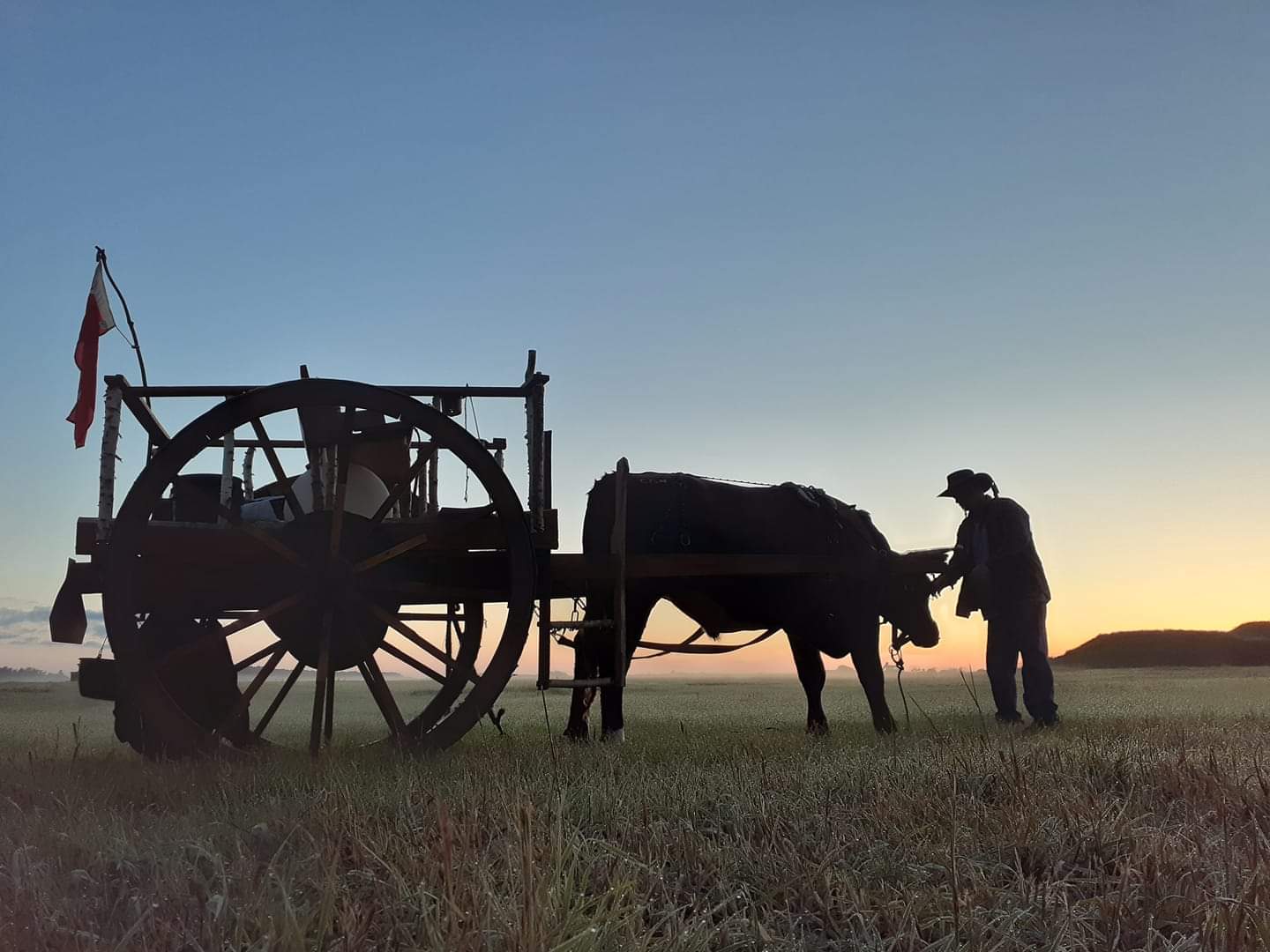 A Canadian couple loaded their ox and cart and retraced the Red River Oxcart trail - Vimarsana News