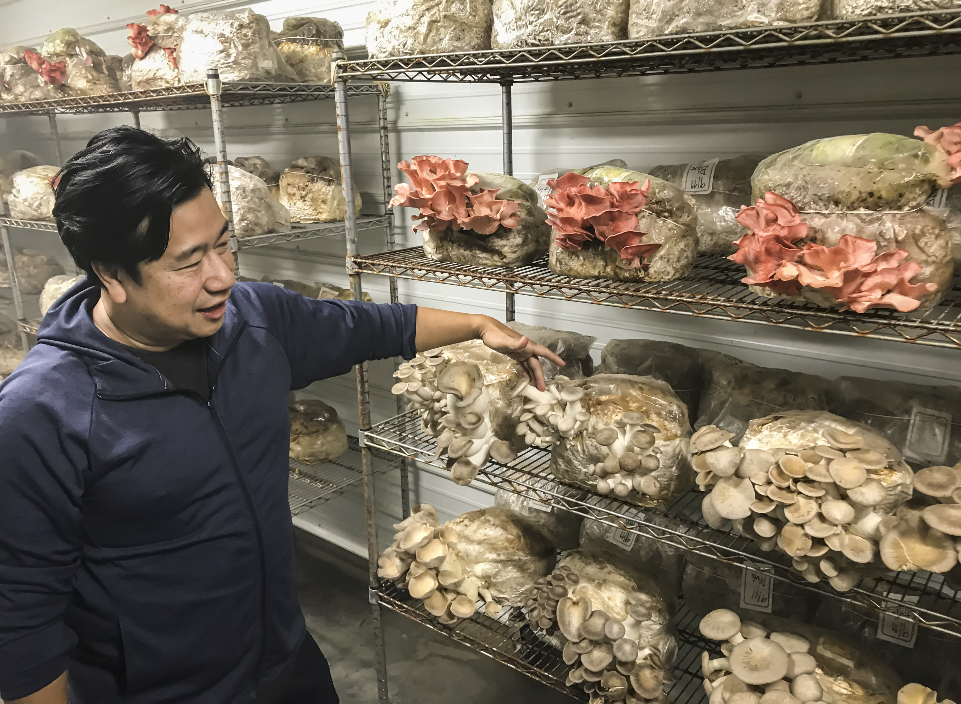 From Fargo to Bemidji, restaurateur's latest venture is a mushroom farm - Vimarsana News