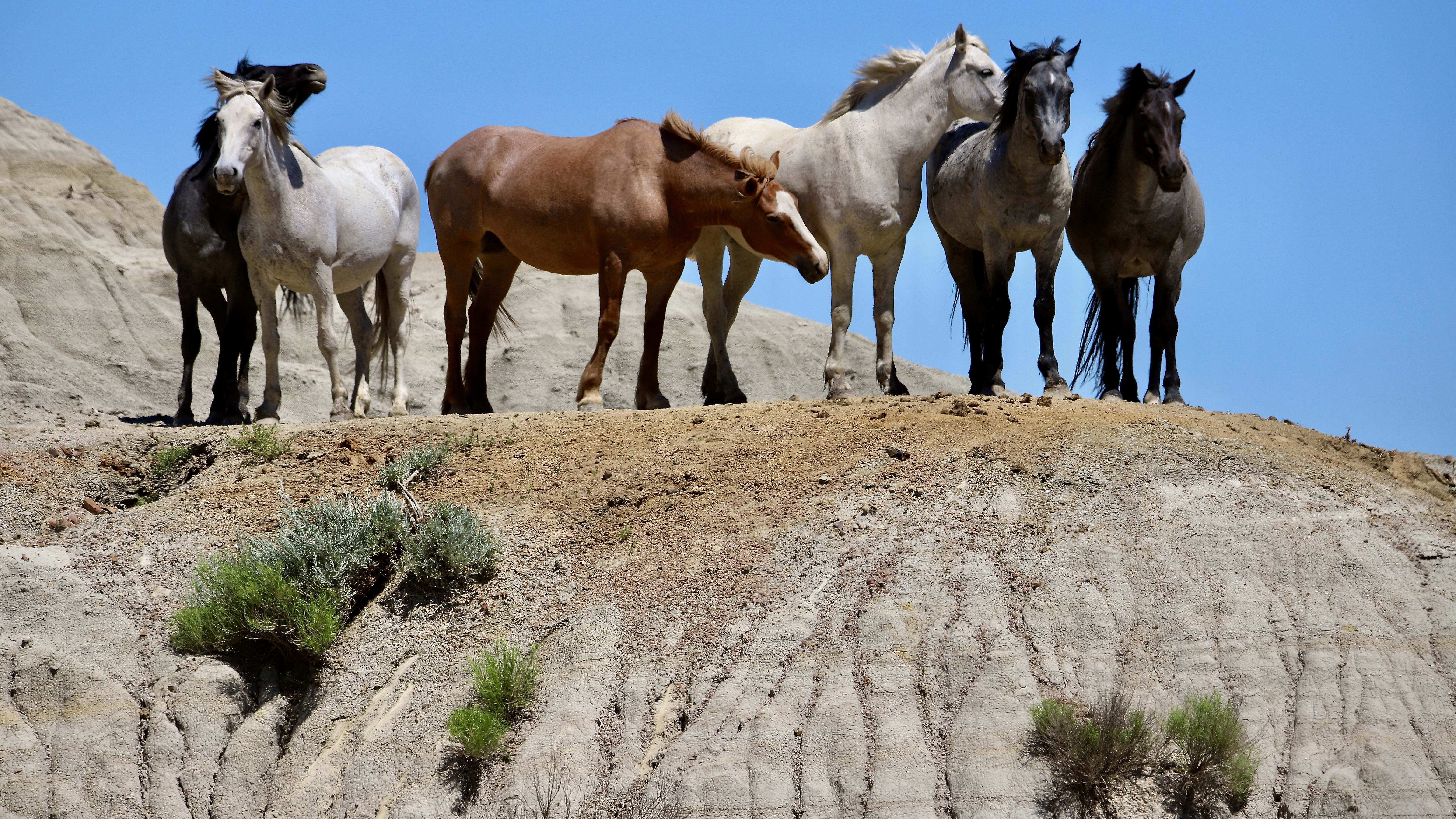 North Dakota wild horse population faces a bleak future - InForum | Fargo, Moorhead and West Fargo news, weather and sports - Vimarsana News