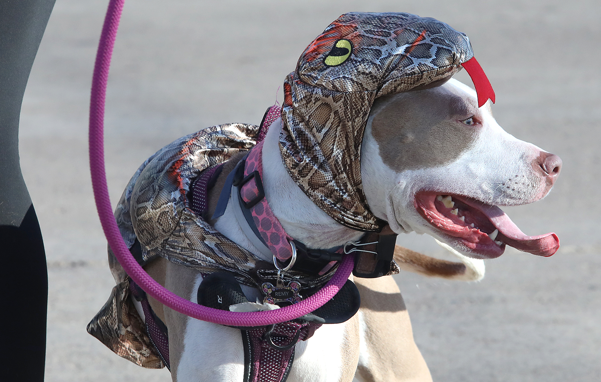 Committee approves leash law revision, Superior Fire Department solar array - Vimarsana News
