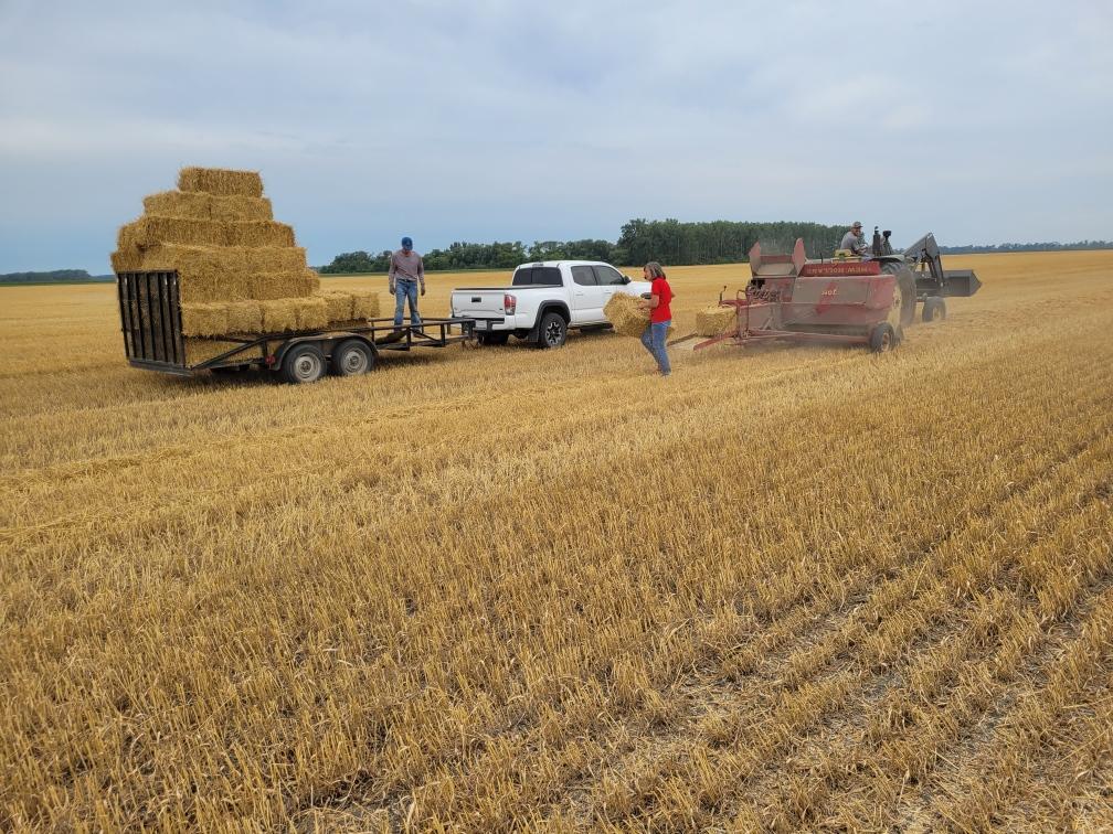 Vintage equipment and veteran balers equal a seasoned crew - Vimarsana News