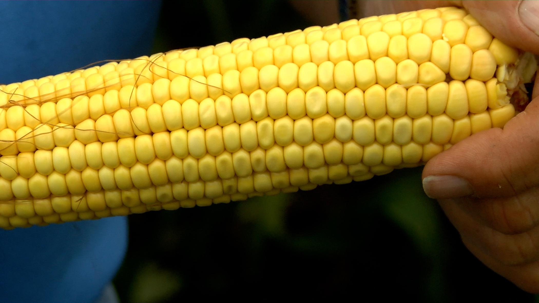 Minnesota Corn Growers looking to fund research projects - Vimarsana News