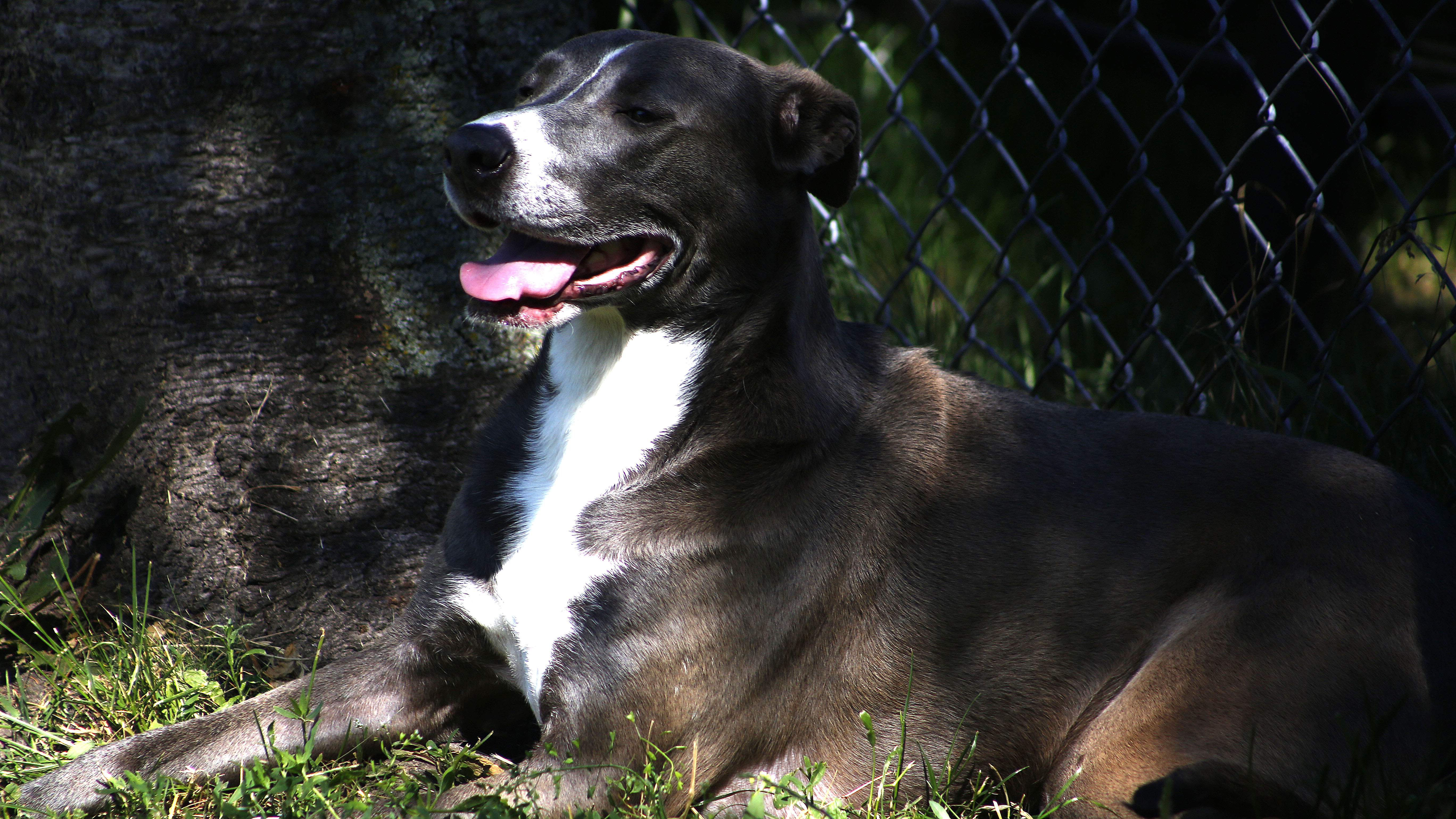 Puppa's Pals fosters pets in crisis situations - Vimarsana News