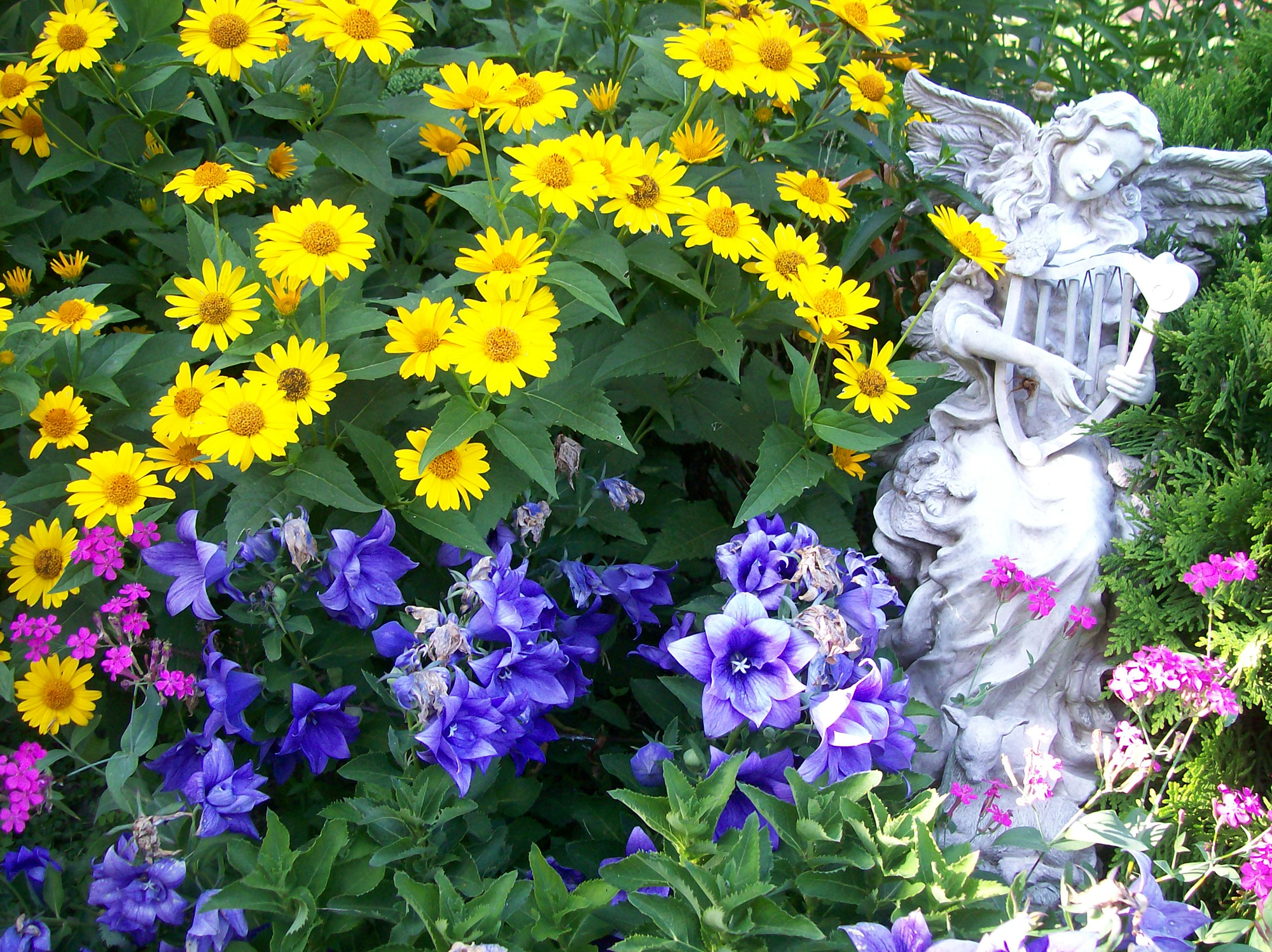 Brighten your garden with yellow flowers​​​ - Vimarsana News