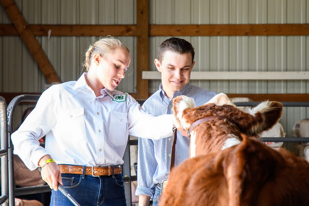 Heifers at the county fair and growing for the future - Vimarsana News