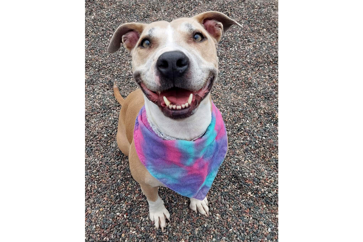 Pets of the week: Hazel May and Weston - Vimarsana News