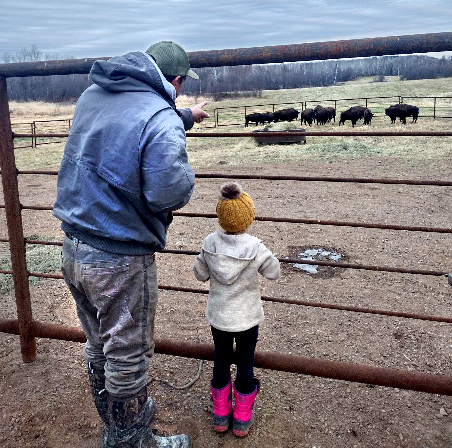 Minnesota farm welcomes buffalo's return to tribal land - Vimarsana News