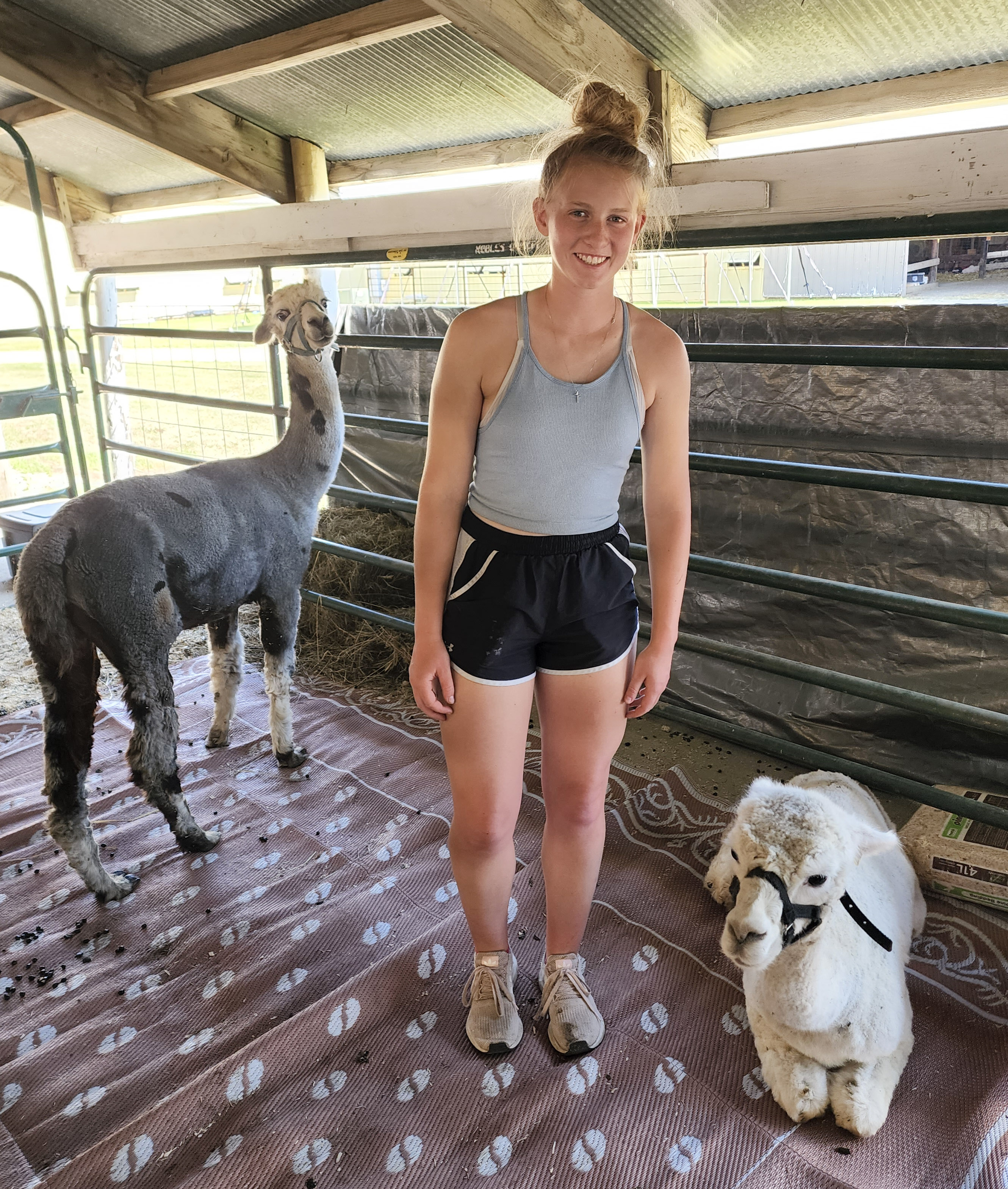 Nobles County Fair kicks off with exhibits, food — and 2 alpacas - Vimarsana News
