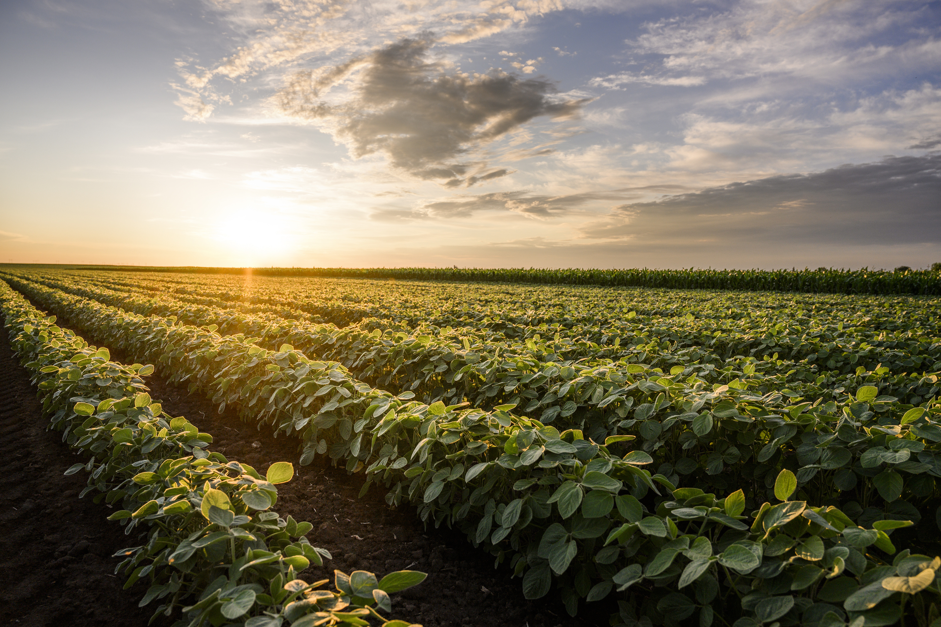 What's with the yellow soybeans? - The Globe | News, weather, sports from Worthington, Minnesota - Vimarsana News