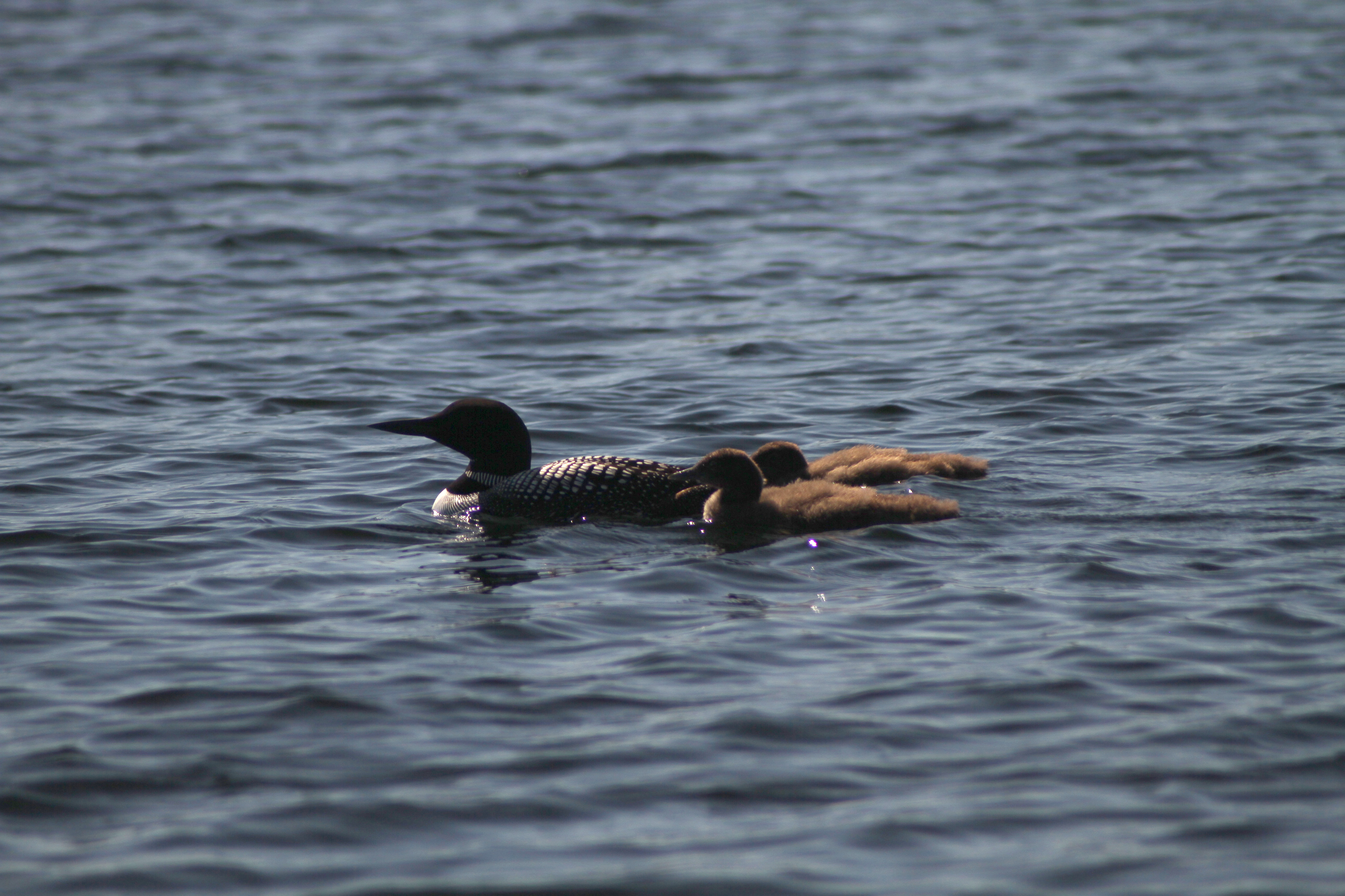 Loon spotting boat ride operating in Crosslake - Vimarsana News